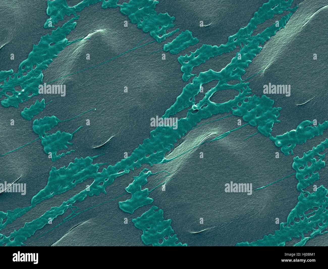Coloured scanning electron micrograph (SEM) of Plastic wrap,Glad Press'n Seal.Plastic wrap is thin plastic film (less than 0.01mm in thickness) that typically is used for sealing food items in containers to keep them fresh.Glad Press'n Seal wrap is special type of plastic wrap that has its surface Stock Photo