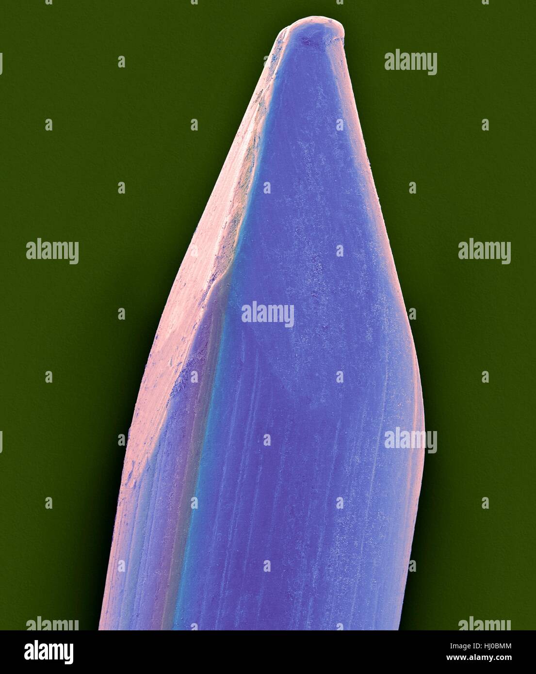 Coloured scanning electron micrograph (SEM) of Tip of finish nail.A nail is pin-shaped,sharp object of hard metal (typically steel) used as fastener.Nails for specialized purposes may also be made of stainless steel,brass or aluminium.Nails are typically driven into material (typically wood) by hammer or by nail gun.A nail holds materials together by friction in vertical direction shear strength in lateral directions.One point of nail is also sometimes bent over or clinched to prevent it from pulling out.Magnification: x8 when shortest axis printed at 25 millimetres. Stock Photo