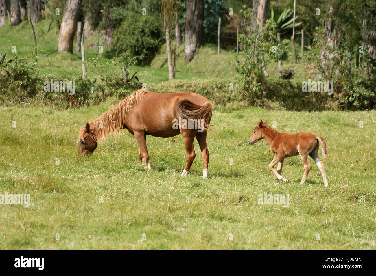 horse, field, outdoor, mare, farm animal, pasture, colt, nature, female ...