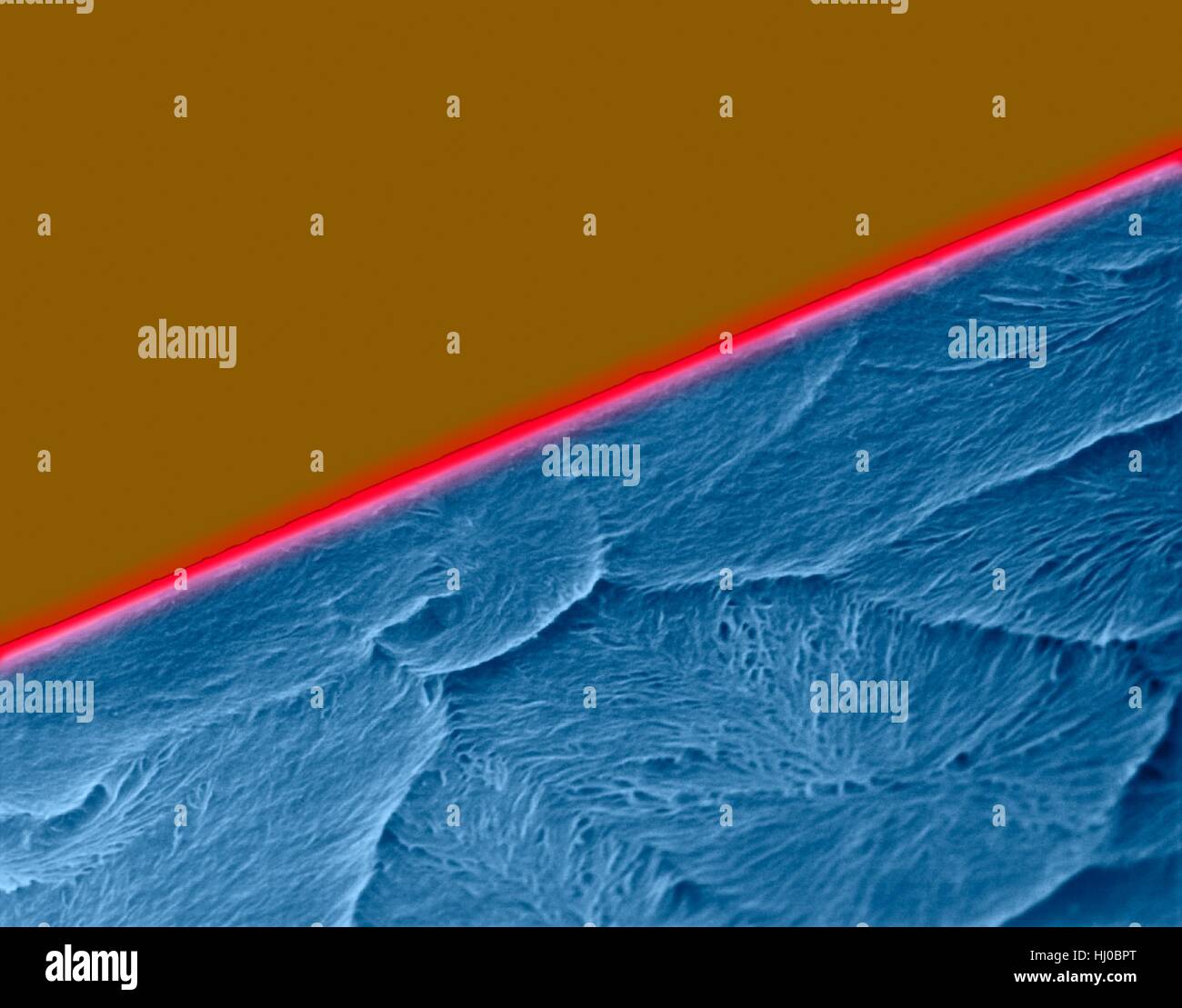Coloured scanning electron micrograph (SEM) of Edge of a new razor blade (seamless double edge). A razor blade is a thin, sharp-edged piece of steel that can be fitted into a razor. It is used for shaving body hair. Magnification: x575 when shortest axis printed at 25 millimetres. Stock Photo