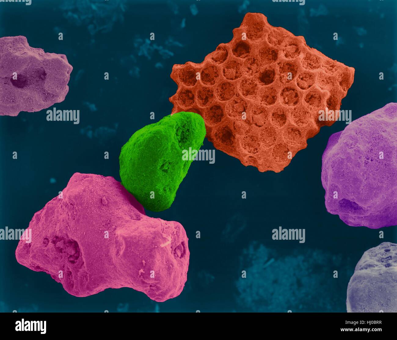 Coloured scanning electron micrograph (SEM) of Coral sand (Kailua, Hawaii). Beach sand contains both rock minerals and skeletons that have been derived from living organisms (such as coral). Sand grains produced from coral have fine holes and are smoother due to wearing down by the surface action. Magnification: x43 when shortest axis printed at 25 millimetres. Stock Photo