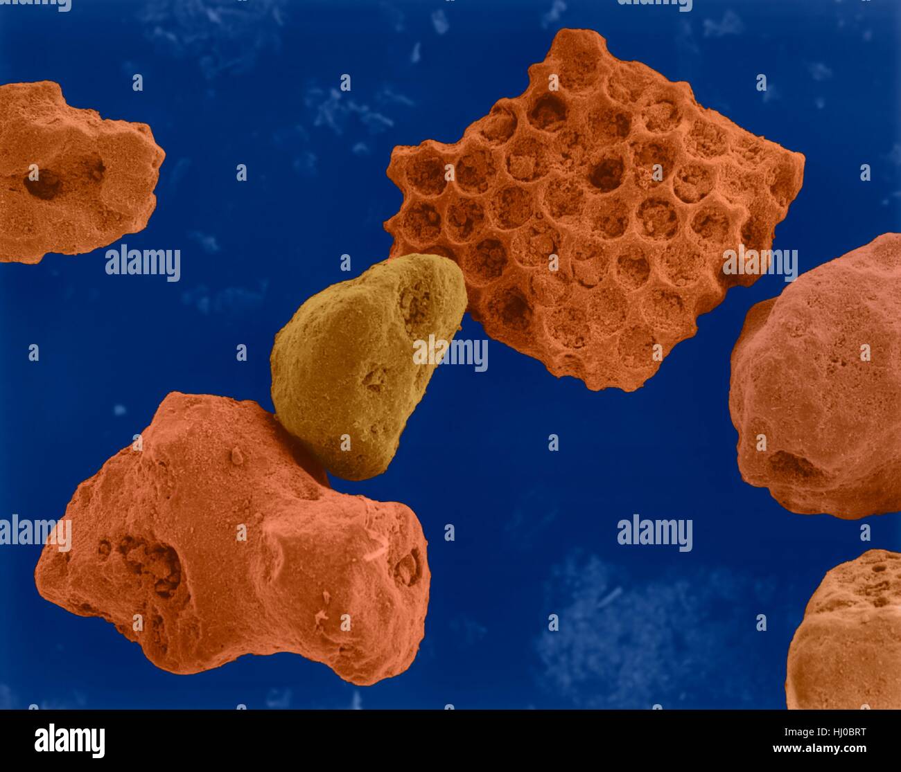Coloured scanning electron micrograph (SEM) of Coral sand (Kailua, Hawaii). Beach sand contains both rock minerals and skeletons that have been derived from living organisms (such as coral). Sand grains produced from coral have fine holes and are smoother due to wearing down by the surface action. Magnification: x43 when shortest axis printed at 25 millimetres. Stock Photo