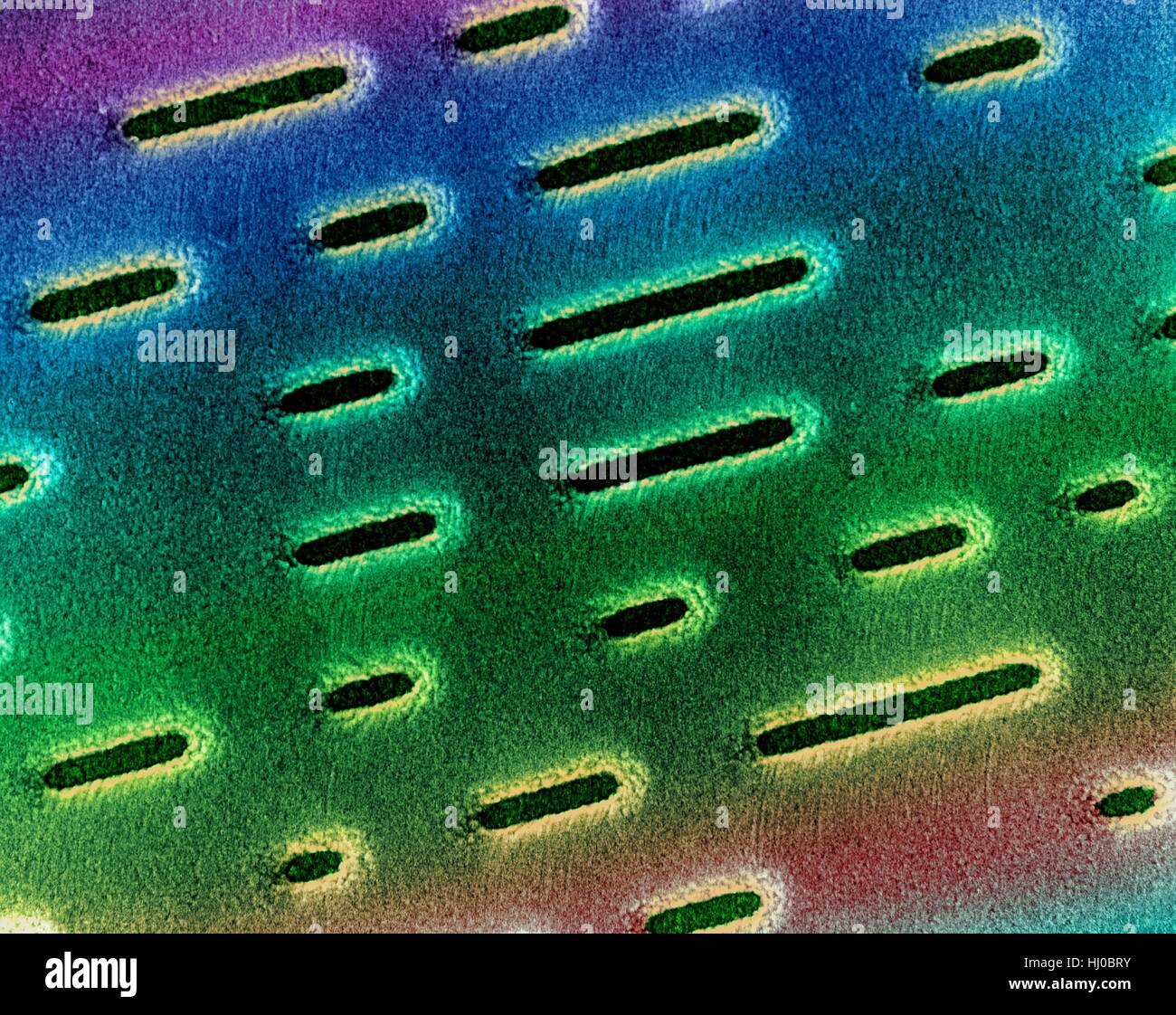 Coloured scanning electron micrograph (SEM) of Compact disc surface (CD, CD-ROM). A CD is a plastic disc that is etched or pressed with a series of fine depressions representing the digitized audio or musical signal. A very thin layer of metal is used to coat this surface (including the depressions) so that the laser light can be reflected. Another thin layer of plastic overlies the metal surface for protection. Magnification: x2, 250 when shortest axis printed at 25 millimetres. Stock Photo