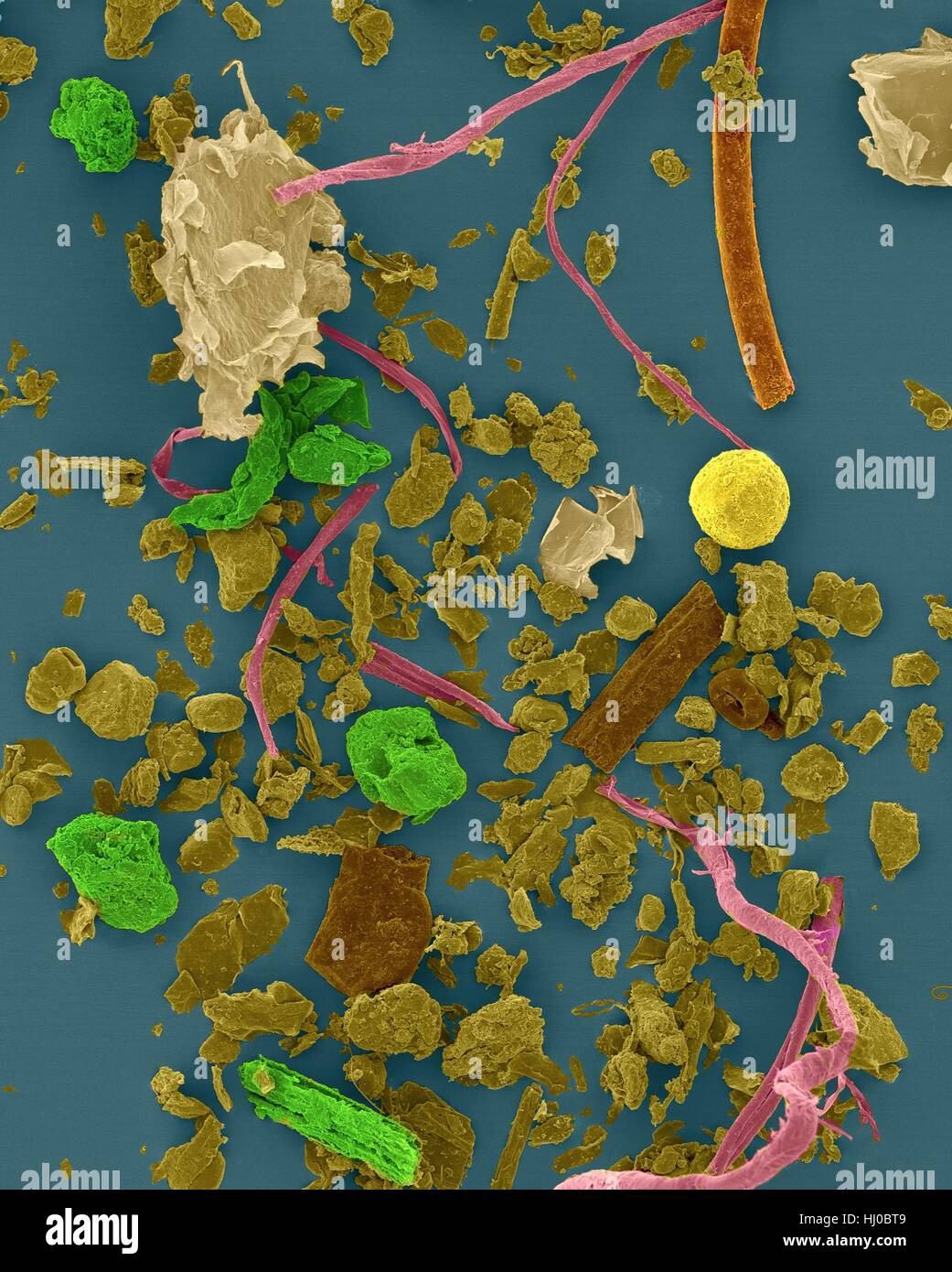 Coloured scanning electron micrograph (SEM) of House dust. Components such as fibre, hair, pollen, insect faecal matter and scale (animal dander) cause allergic reactions in sensitive humans. Dust in homes contains small amounts of plant pollen, human and animal hairs, textile fibres, paper fibres, insect parts, minerals from outdoor soil, human skin cell, sand many other materials which may be found in the local environment. Magnification: x26 when shortest axis printed at 25 millimetres. Stock Photo