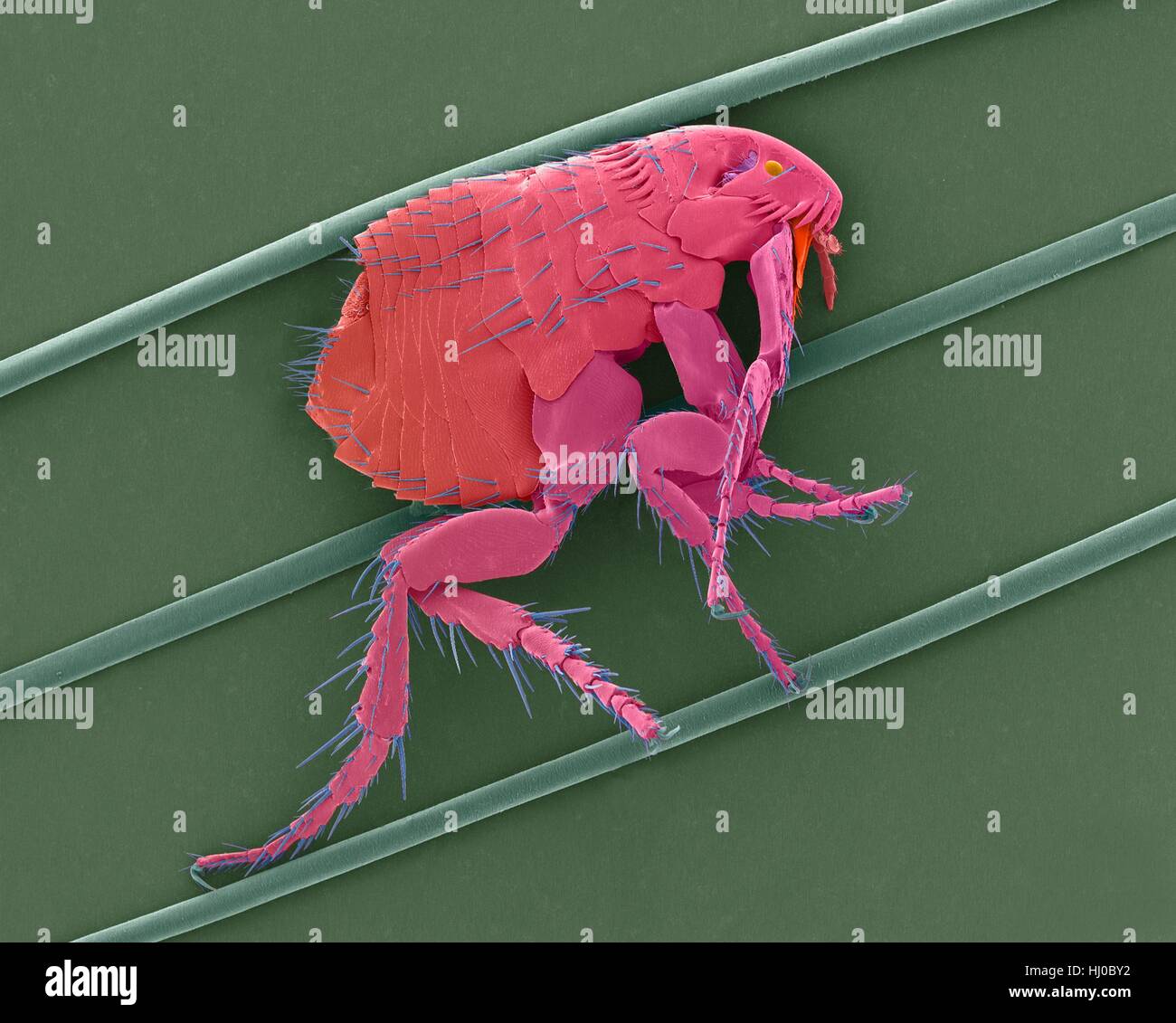 Coloured scanning electron micrograph (SEM) of common dog flea (Ctenocephalides canis) on dog hair.This flea lives as ectoparasite on wide variety of mammals,in particular domestic dog or cat.This flea serves as intermediate host of dog tapeworm (Dipylidium caninum).Although they feed on blood of Stock Photo