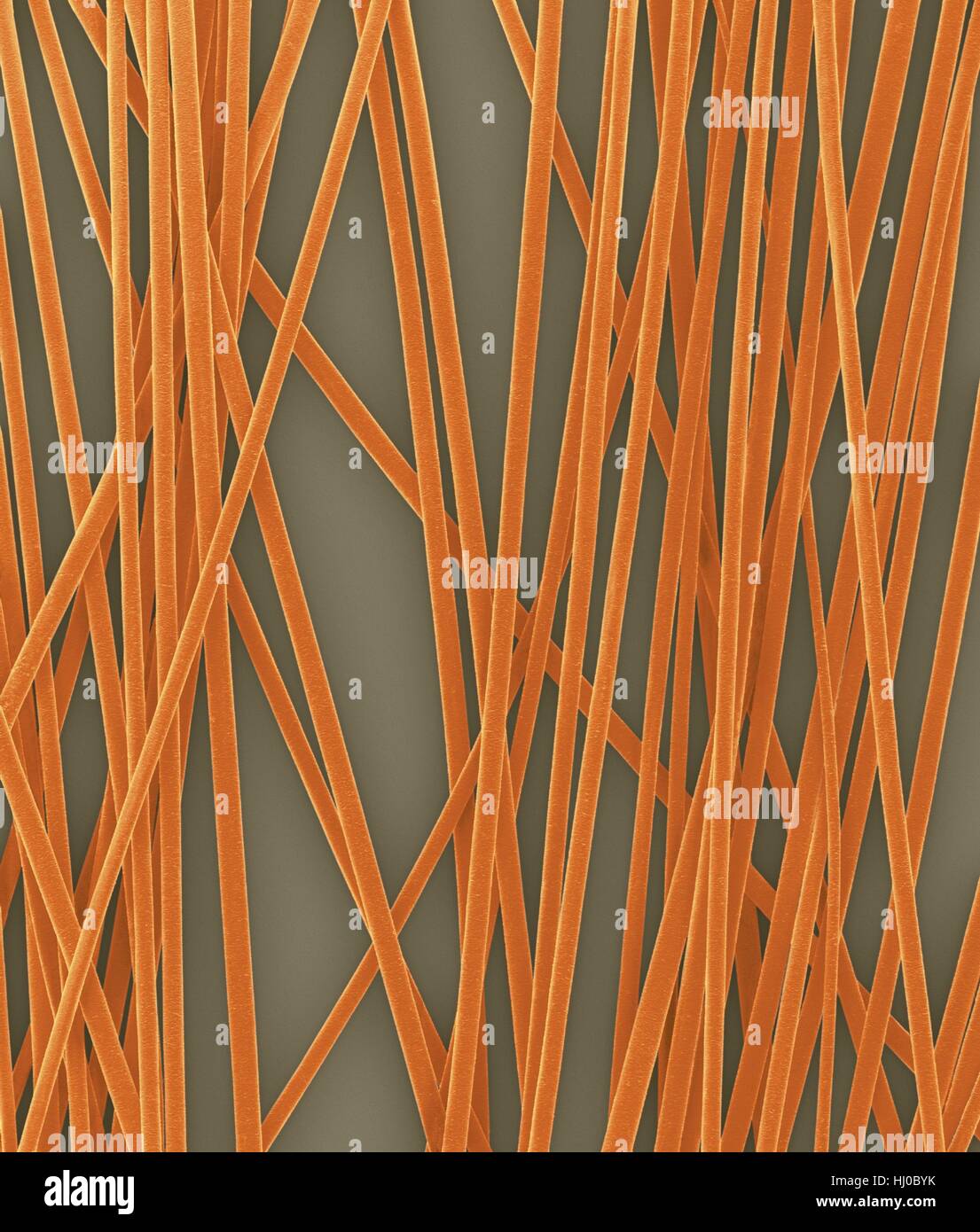 Human hair shafts from head,coloured scanning electron micrograph (SEM).The outer layer of hair (the cuticle) has overlapping scales of keratin.These scales are thought to prevent hairs from matting together.Hair is made up of fibrous protein called keratin.Internally hair shaft is divided into three concentric sheaths (layers) called medulla,cortex outer cuticle.Hair is non-living tissue.Hair grows from hair root (bulb) embedded in skin.Hair growth occurs when epidermal cells divide at base of root bulb.Hair is non-living tissue.Magnification: X6 when shortest axis printed at 25 millimetres. Stock Photo