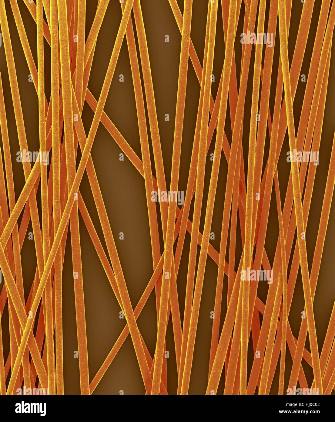 Human hair shafts from head,coloured scanning electron micrograph (SEM).The outer layer of hair (the cuticle) has overlapping scales of keratin.These scales are thought to prevent hairs from matting together.Hair is made up of fibrous protein called keratin.Internally hair shaft is divided into three concentric sheaths (layers) called medulla,cortex outer cuticle.Hair is non-living tissue.Hair grows from hair root (bulb) embedded in skin.Hair growth occurs when epidermal cells divide at base of root bulb.Hair is non-living tissue.Magnification: X6 when shortest axis printed at 25 millimetres. Stock Photo