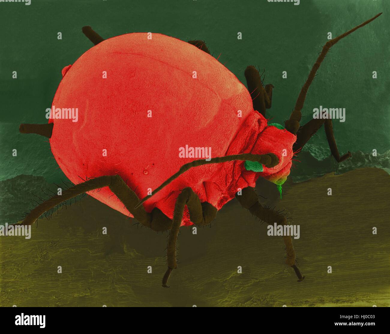 Coloured scanning electron micrograph (SEM) of Cotton aphid (Aphis gossypii) on an hibiscus leaf. Also called the melon aphid it is commonly associated with outbreaks on cotton in the Southeast. This insect has many generations per year and is often resistant to insecticides. This aphid carries an isometric virus which causes cucumber mosaic disease in cucumber and tobacco plants. Magnification: x11 when shortest axis printed at 25 millimetres. Stock Photo