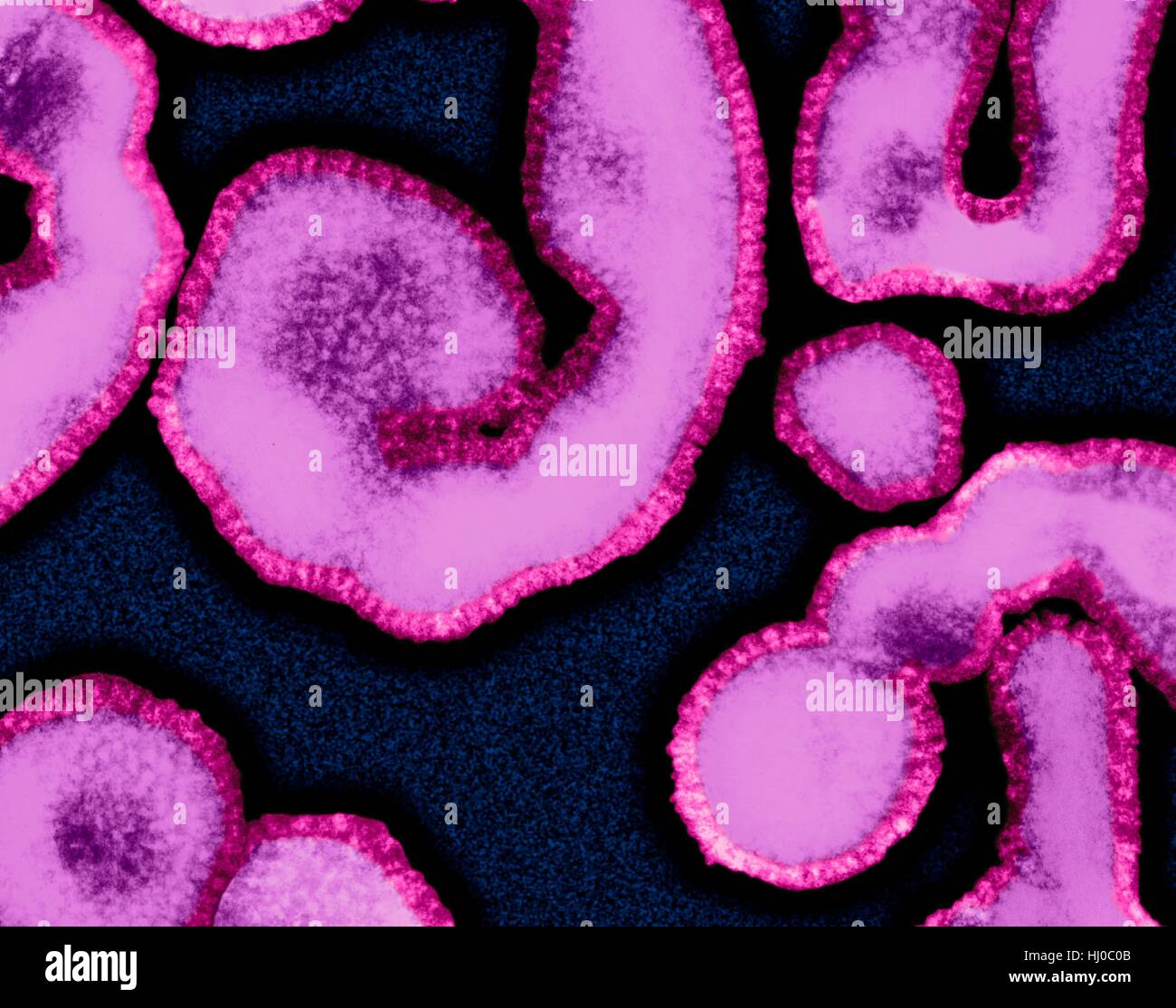 Influenza virus (RNA virus,Orthomyxoviridae Family),coloured transmission electron micrograph (TEM).'Influenza Virus',often know as 'The Flu Virus' often changes or mutates,complicating development of suitable vaccines for all strains.As result,epidemics or even occasional pandemics of influenza Stock Photo