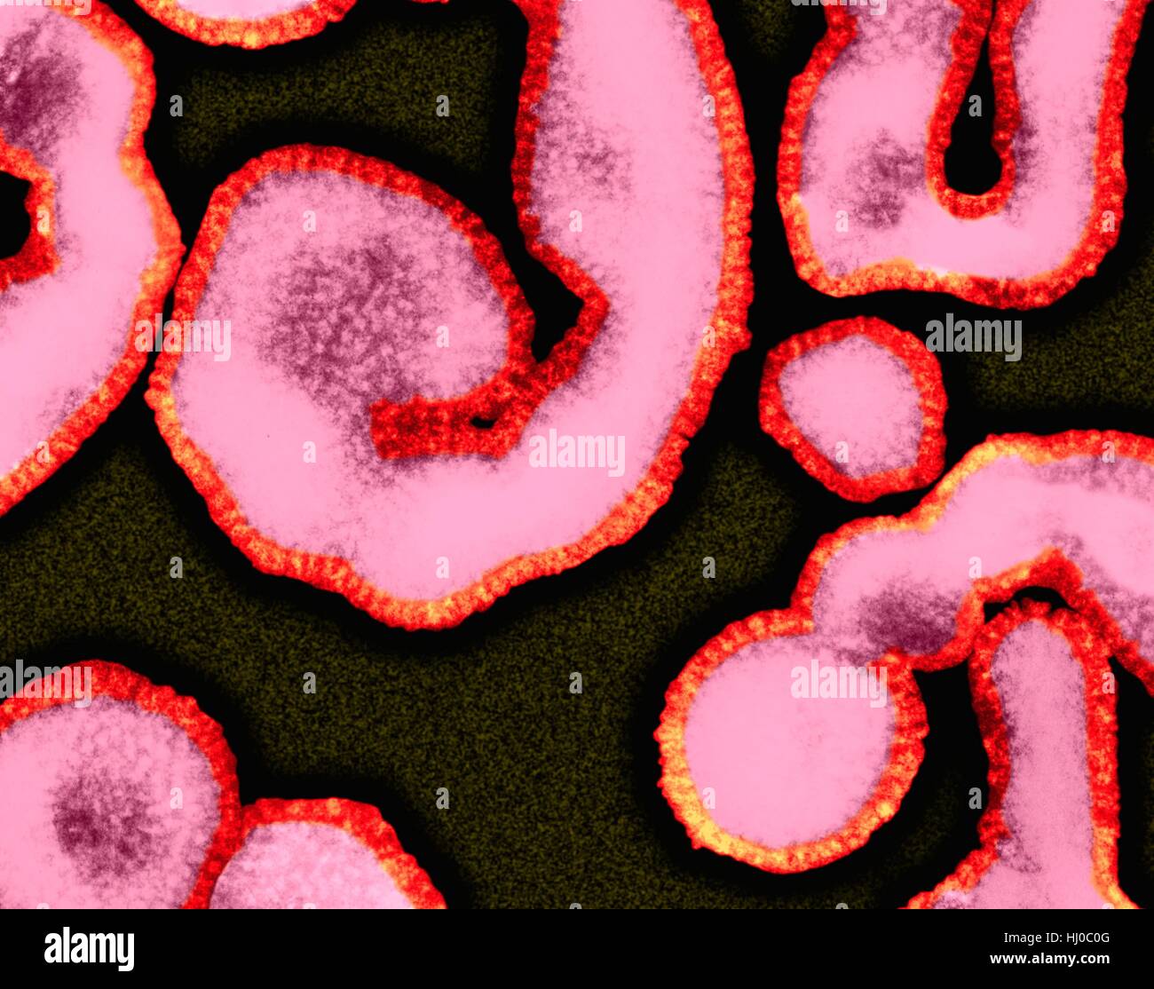 Influenza virus (RNA virus,Orthomyxoviridae Family),coloured transmission electron micrograph (TEM).'Influenza Virus',often know as 'The Flu Virus' often changes or mutates,complicating development of suitable vaccines for all strains.As result,epidemics or even occasional pandemics of influenza Stock Photo