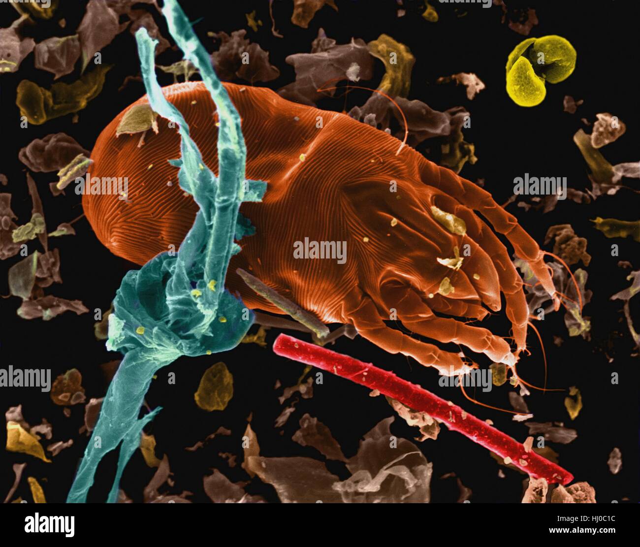 Coloured scanning electron micrograph (SEM) of Dust mite (Dermatophagoides pteronyssinus).Millions of dust mites inhabit home,feeding on dead human skin that are common in house dust.The mite's body is in three parts: gnathosoma (head region) adapted for feeding on dead skin,the propodosma Stock Photo