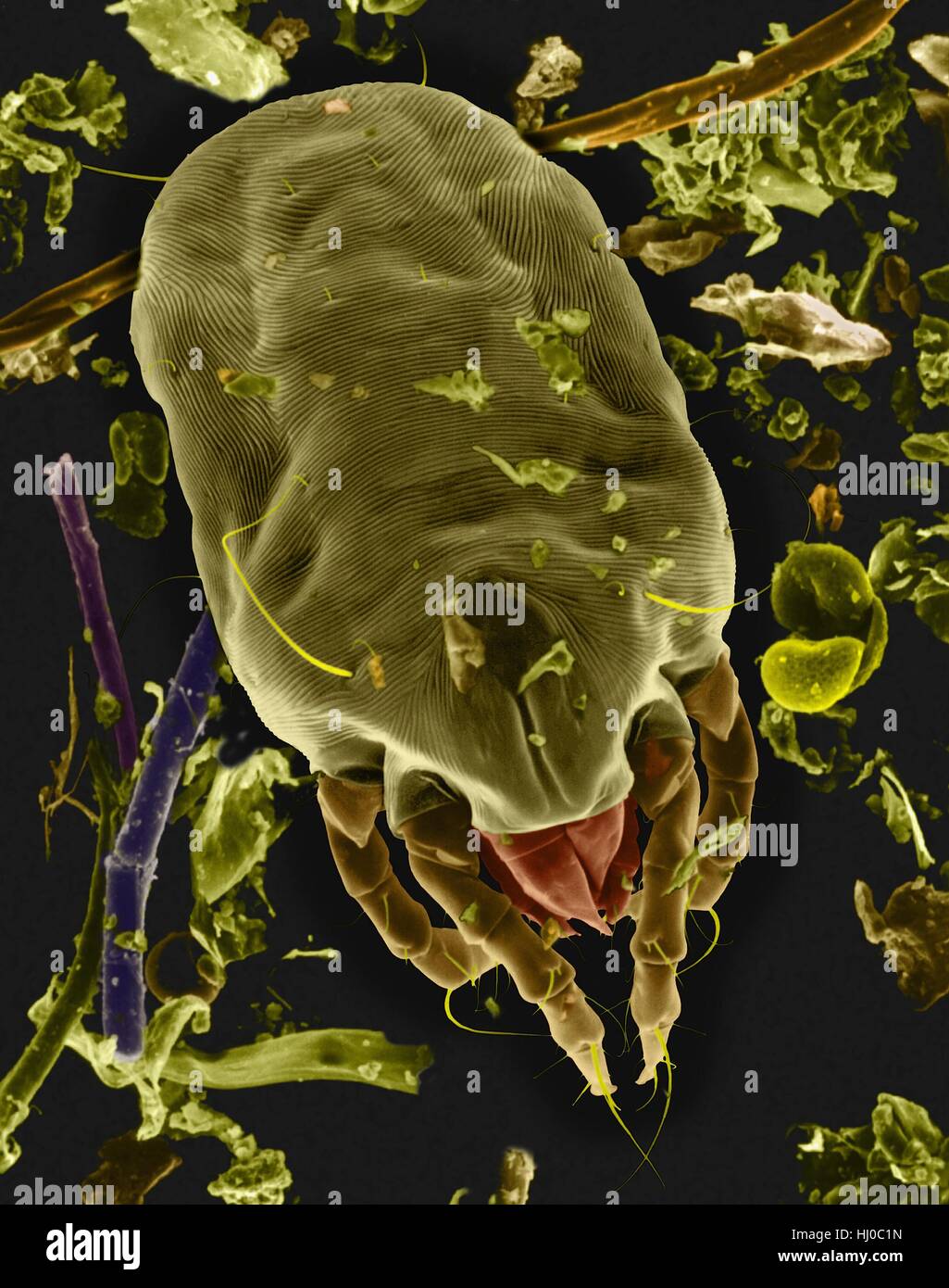 Coloured scanning electron micrograph (SEM) of Dust mite (Dermatophagoides sp.).Millions of dust mites inhabit home,feeding on dead human skin that are common in house dust.The mite's body is in three parts: gnathosoma (head region) adapted for feeding on dead skin,the propodosma (carrying 1st 2nd Stock Photo