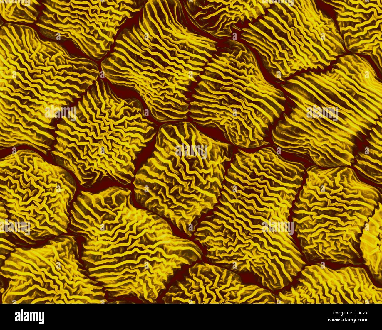 Wild mustard flower petal surface (Brassica kaber),coloured scanning electron micrograph (SEM).Individual cells show an elaborate surface texture.Wild mustard pollen (Brassica kaber) is herbaceous flowering plant (also known as charlock or field mustard) in family Brassicaceae.Other names for this Stock Photo