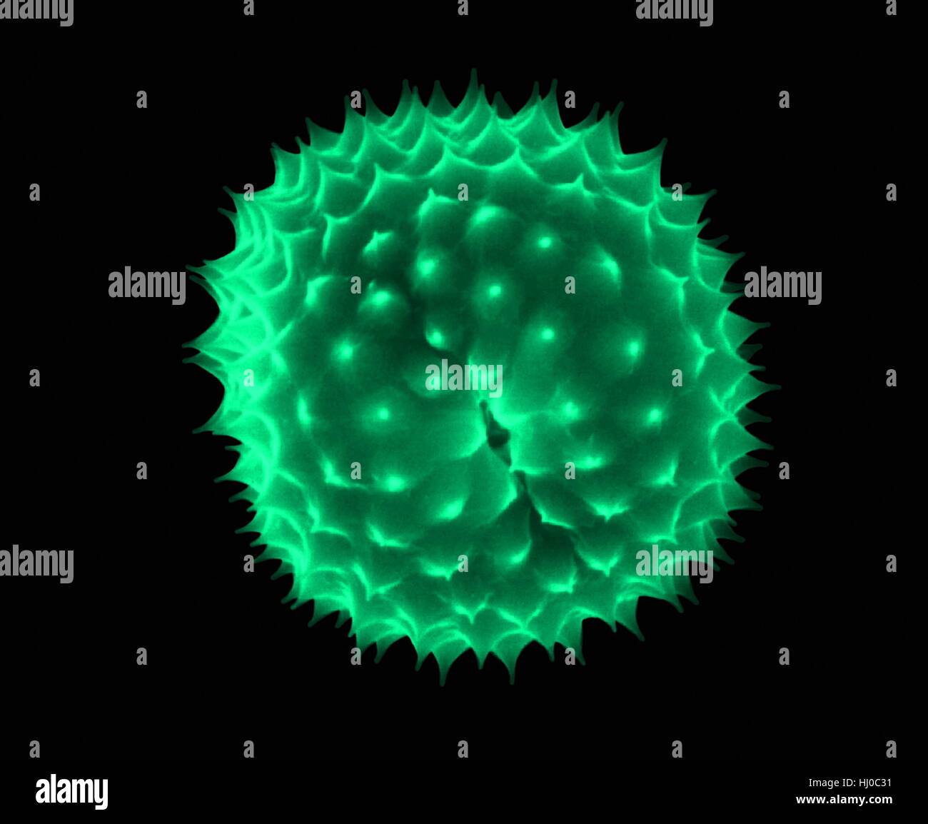 Ragweed pollen,Ambrosia psilostachya,coloured scanning electron micrograph (SEM).This pollen is allergen.Ragweed is main cause of weed allergies.Ragweed pollen is notorious for causing allergic reactions in humans,specifically allergic rhinitis.Up to half of all cases of pollen-related allergic Stock Photo