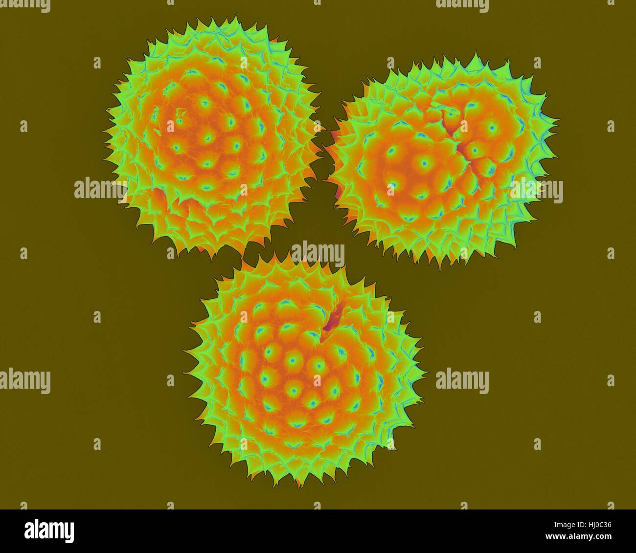 Ragweed (Ambrosia psilostachya) pollen,coloured scanning electron micrograph (SEM).This pollen is allergen.Ragweed is main cause of weed allergies.Ragweed pollen is notorious for causing allergic reactions in humans,specifically allergic rhinitis.Up to half of all cases of pollen-related allergic Stock Photo