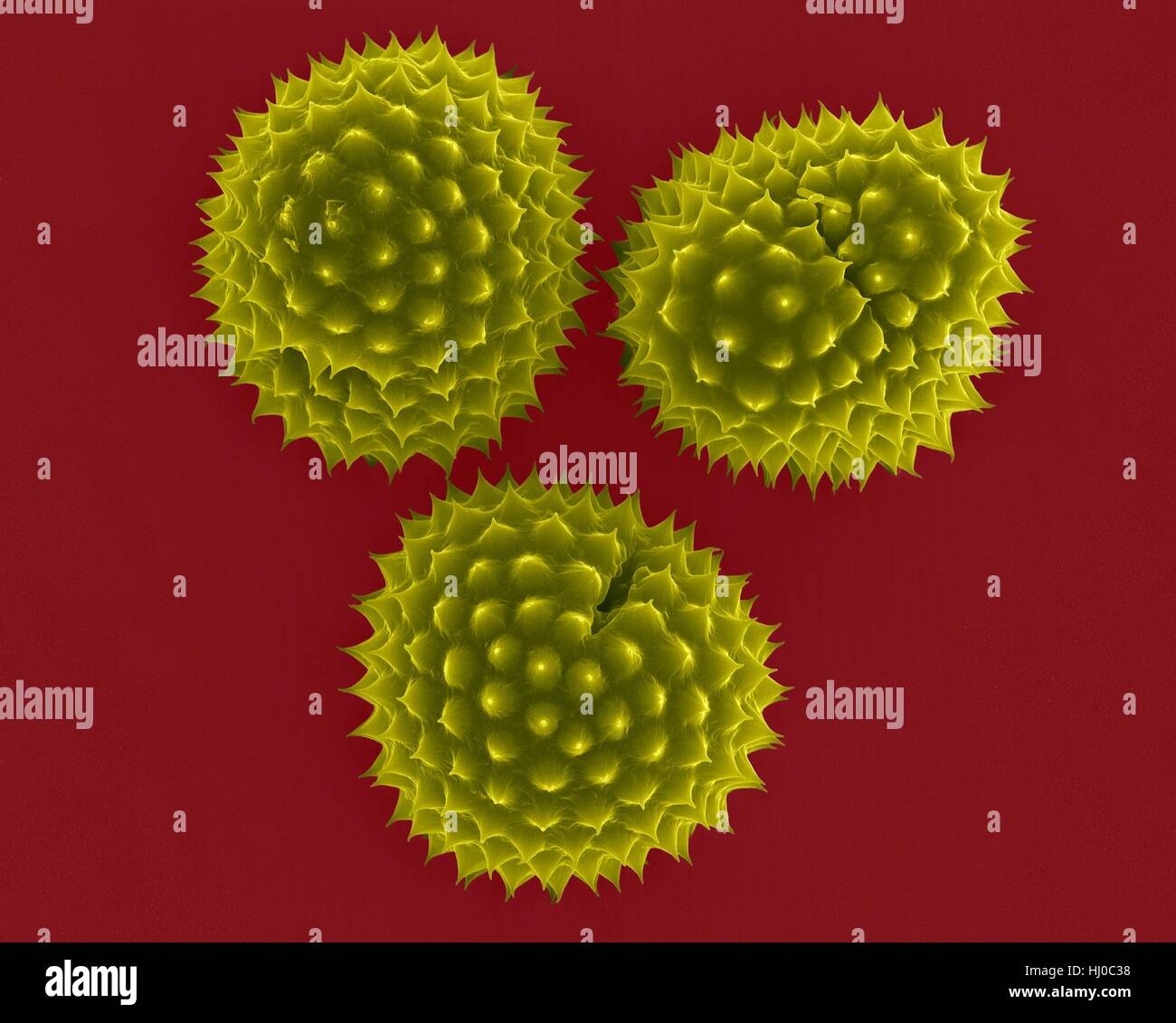 Ragweed (Ambrosia psilostachya) pollen,coloured scanning electron micrograph (SEM).This pollen is allergen.Ragweed is main cause of weed allergies.Ragweed pollen is notorious for causing allergic reactions in humans,specifically allergic rhinitis.Up to half of all cases of pollen-related allergic Stock Photo