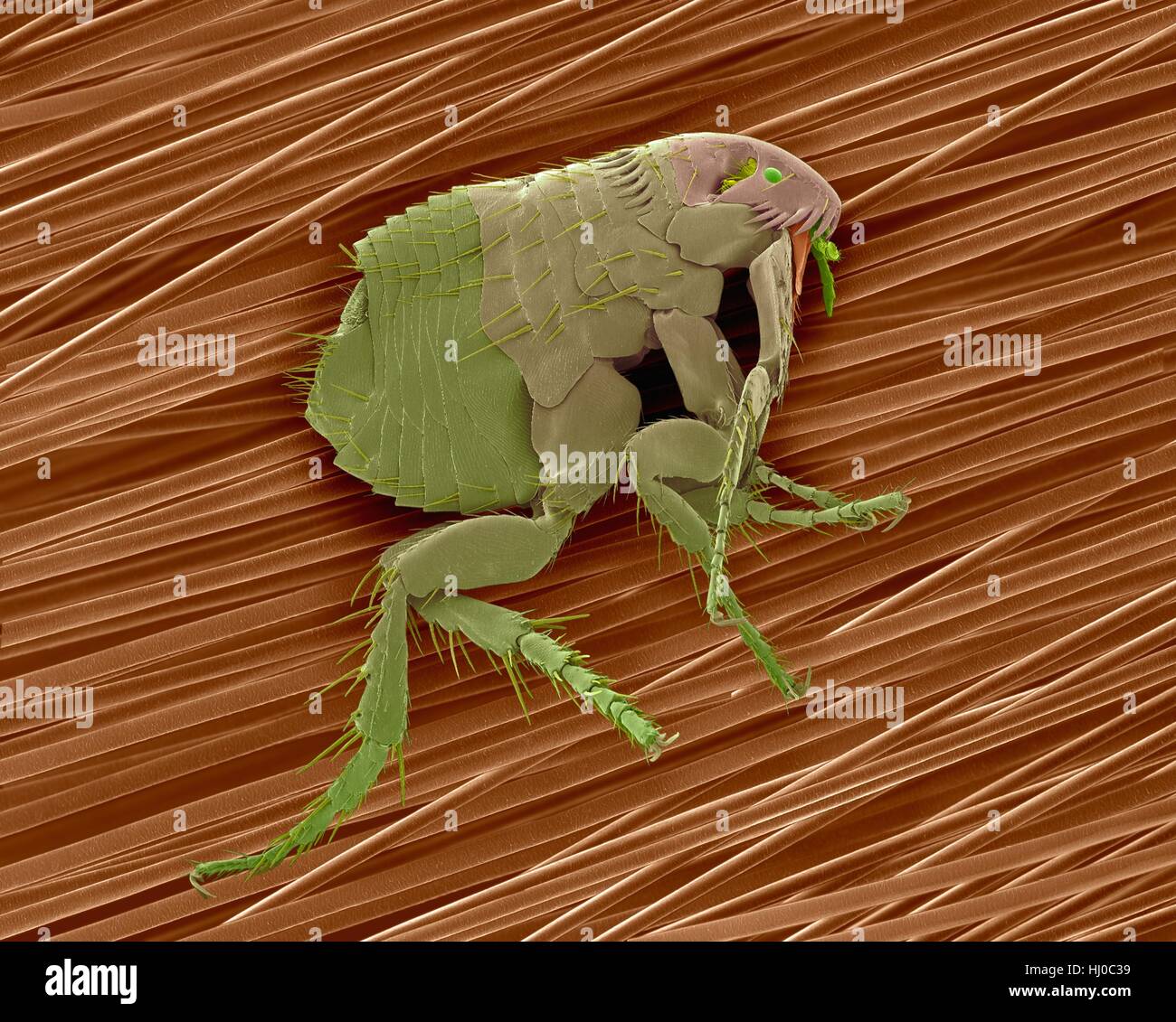 Coloured scanning electron micrograph (SEM) of common dog flea (Ctenocephalides canis) on dog hair.This flea lives as ectoparasite on wide variety of mammals,in particular domestic dog or cat.This flea serves as intermediate host of dog tapeworm (Dipylidium caninum).Although they feed on blood of Stock Photo