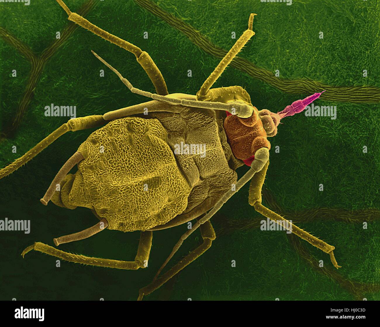 Coloured scanning electron micrograph (SEM) of Pea aphid (Acyrthosiphon pisum) on a bean leaf with proboscis penetrating a vein. This insect transmits alfalfa mosaic virus (rhabdovirus) and pea enation mosaic (isometric) virus. Magnification: x13 when shortest axis printed at 25 millimetres. Stock Photo