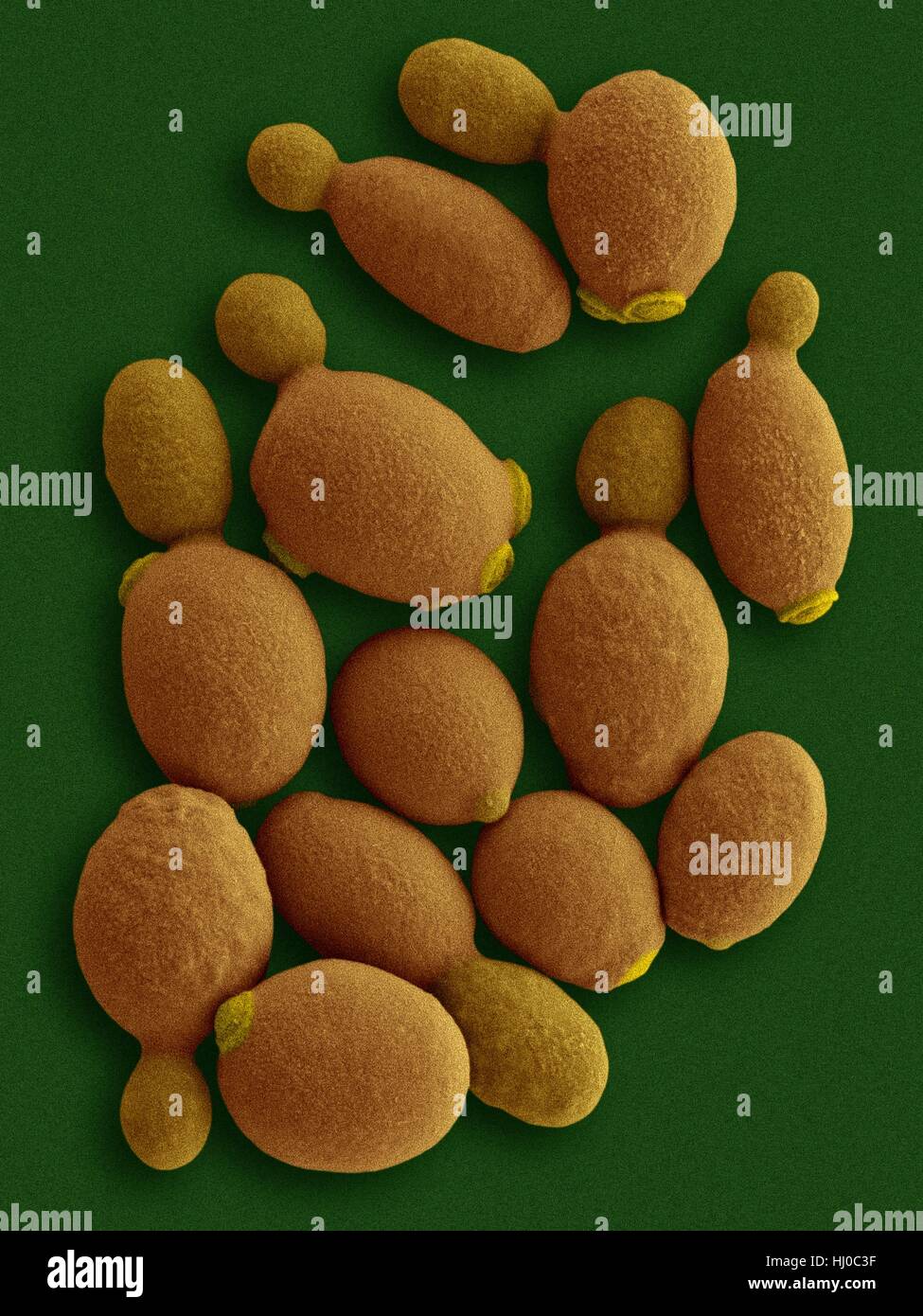 Coloured scanning electron micrograph (SEM) of Komagataella phaffii - methylotrophic yeast.Komagataella phaffii is newly identified yeast that has methanol-assimilating capabilities.It can use methanol as sole carbon source when glycerol or glucose is not found as food source.Shown hear are yeast Stock Photo