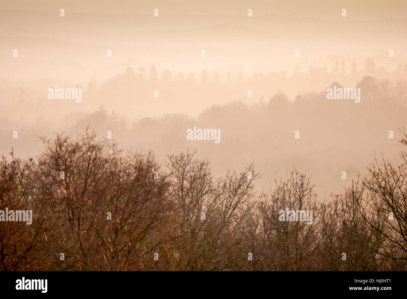 Puttenham Common, Elstead. 21st January 2017. High pressure