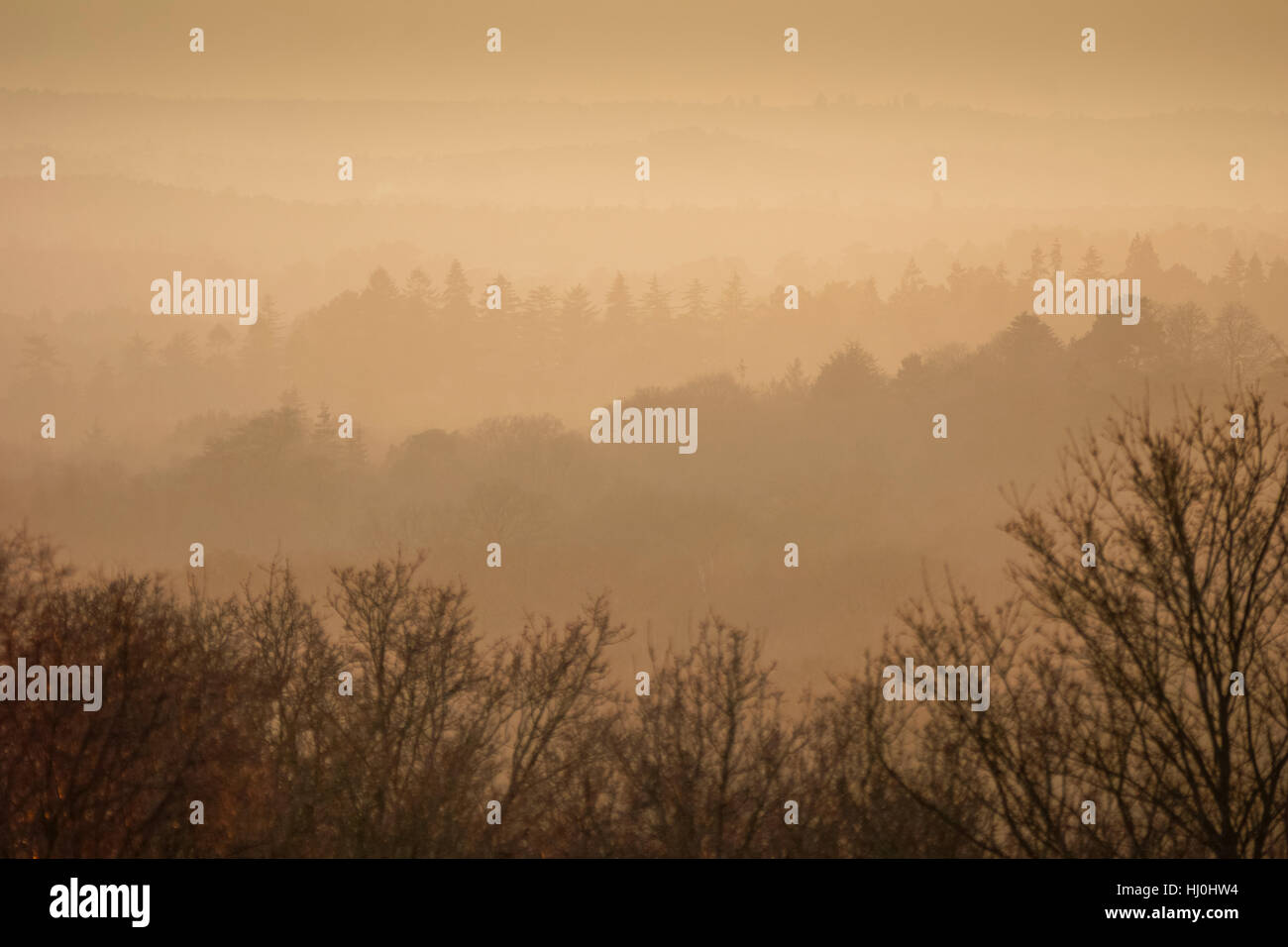 Puttenham Common, Elstead. 21st January 2017. High pressure