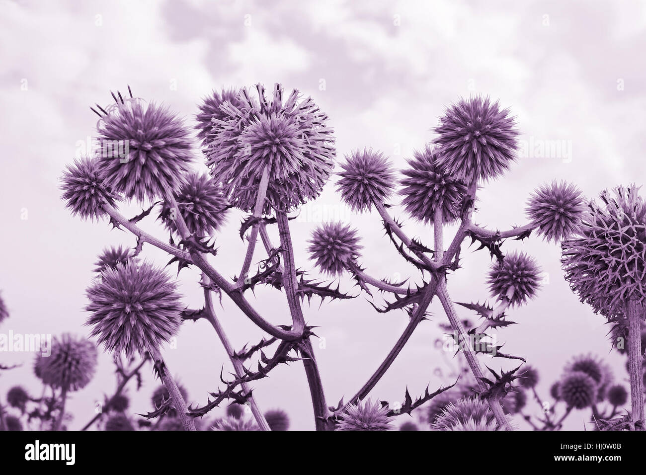 Spherical thistle flowers (in Latin: Echinops ritro) on the background of cloudy sky. Toned in violet Stock Photo