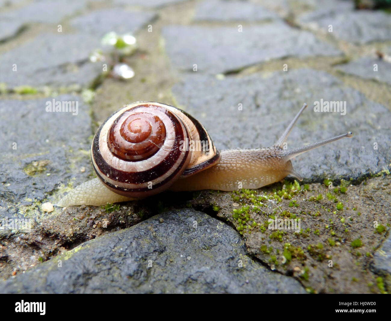 mollusc, spiral, snail, escargots, snail shell, antenna, varmint, slime