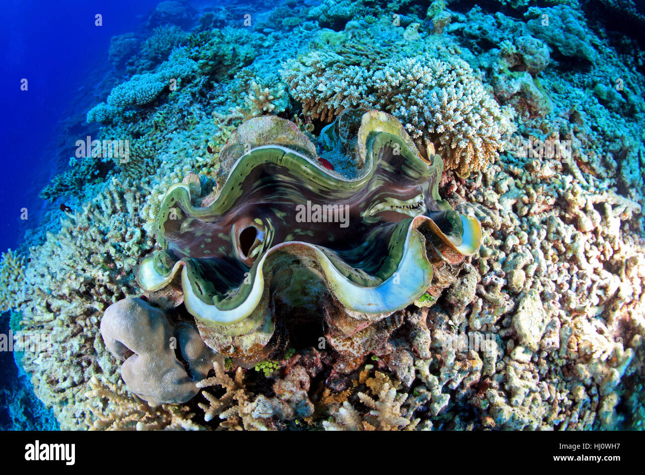 shell, underwater, maldives, dive, salt water, sea, ocean, water