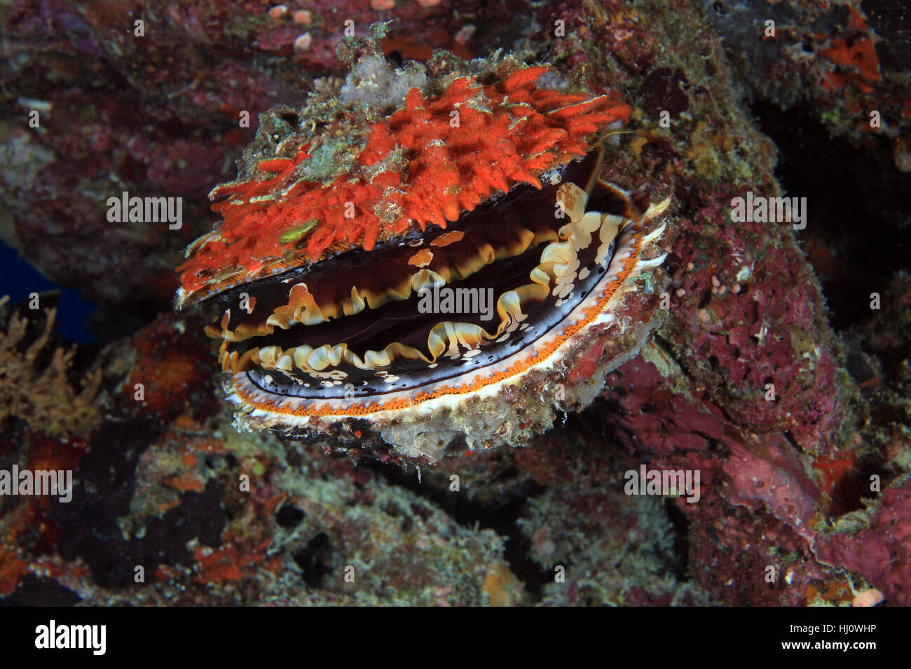 shell, underwater, sea animal, atoll, oyster, salt water, sea, ocean, water, Stock Photo