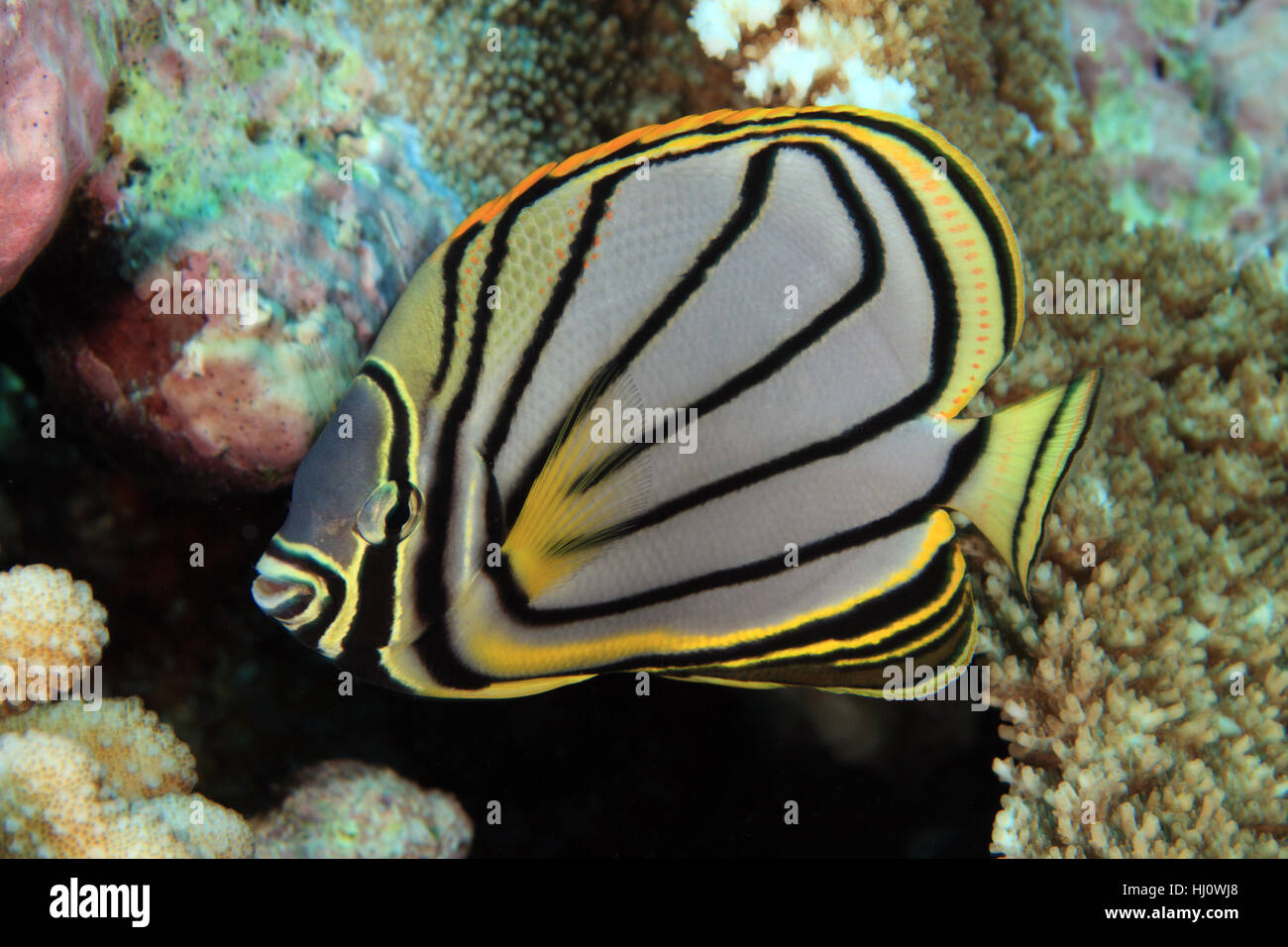 black stripe butterflyfish Stock Photo