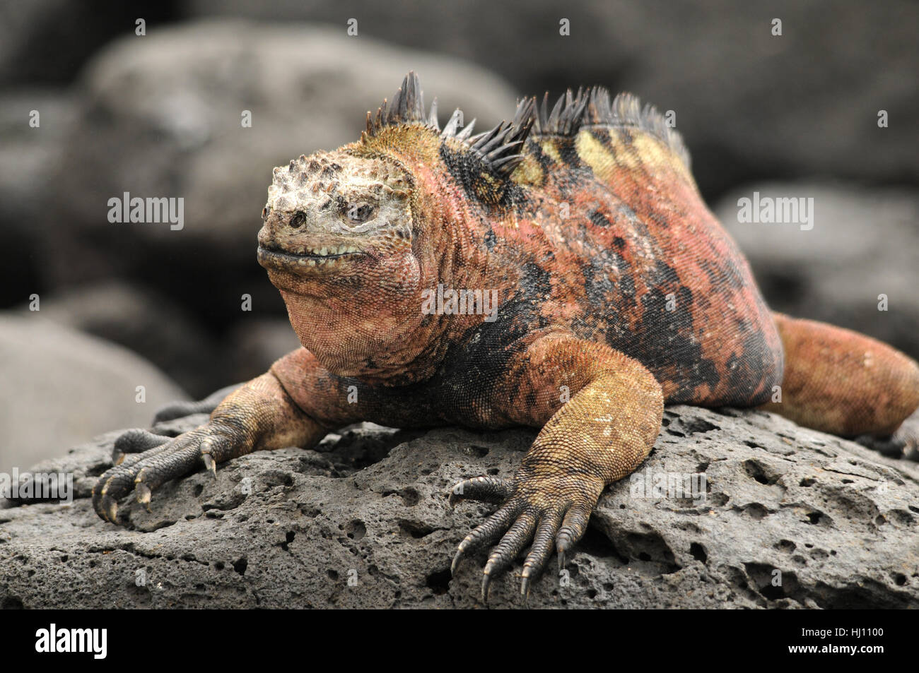 Is an iguana an amphibian cheap