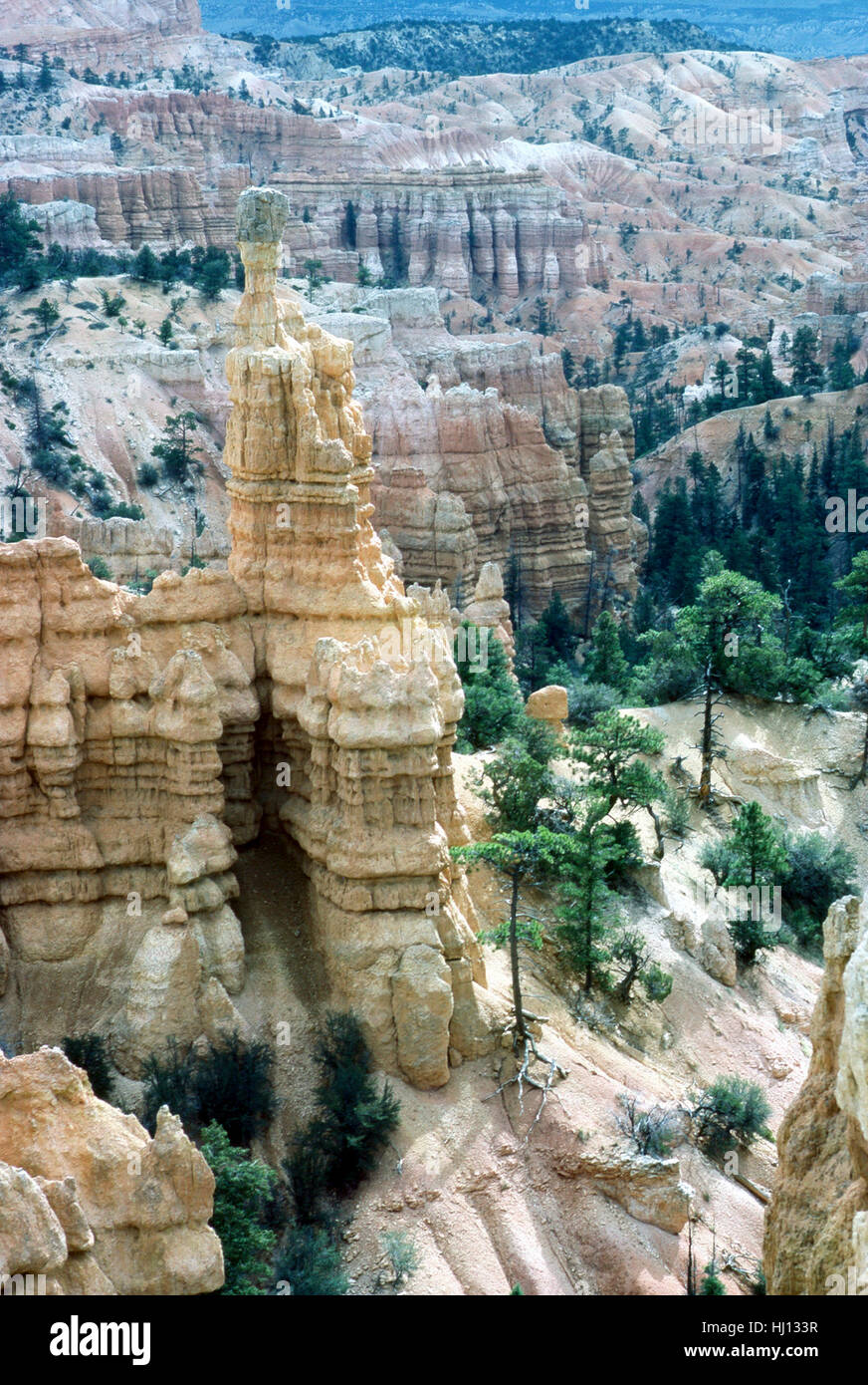 mountains, flora, usa, sandstone, erosion, Canyon, limestone, plants