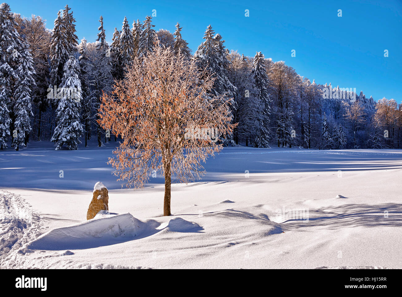 tree, winter, snow, forest, tree, winter, fir, pine, snow, forest, willow, Stock Photo