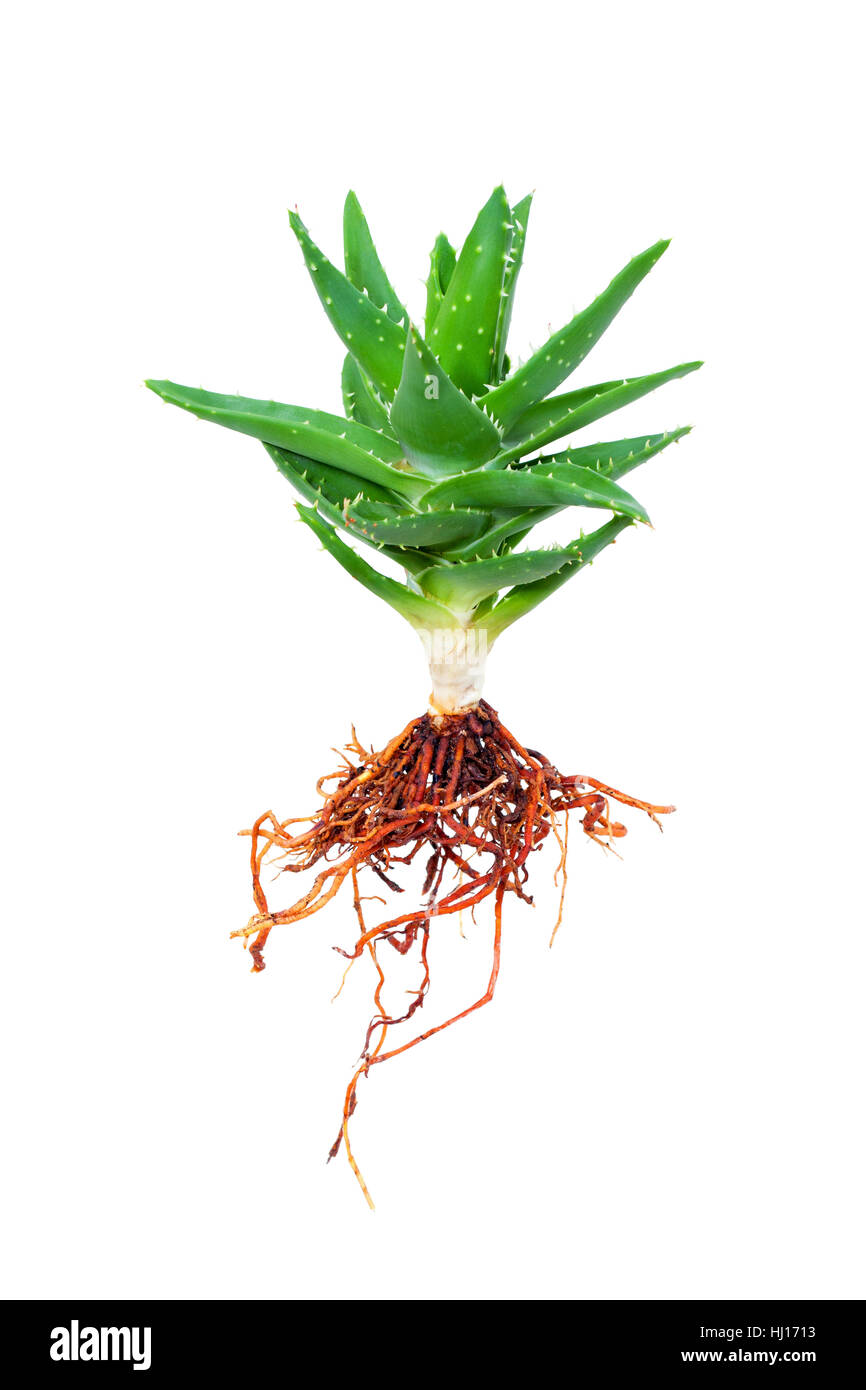 Aloe vera with root isolated on white background Stock Photo