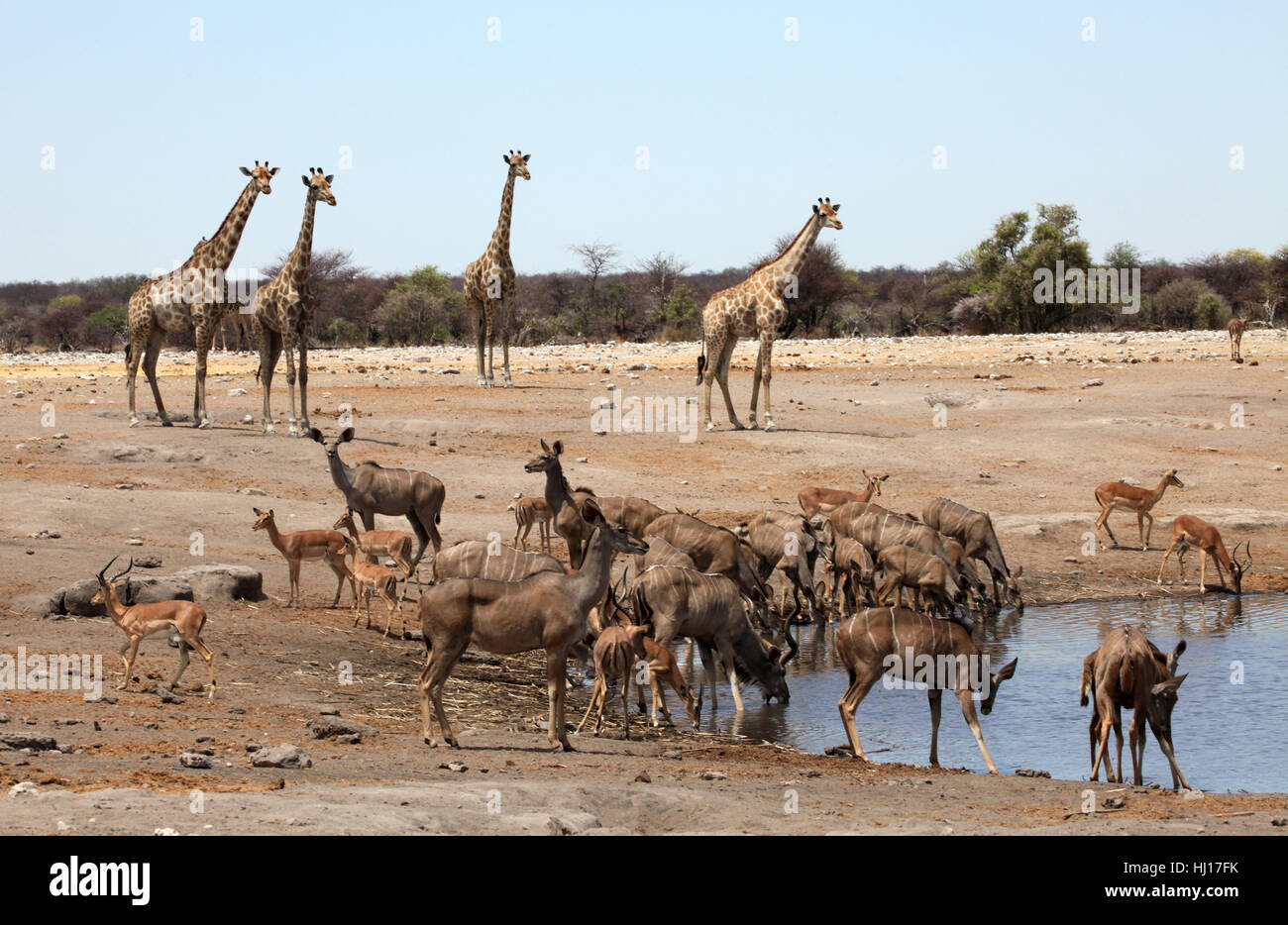 africa, namibia, cornets, antelope, waterhole, angola giraffe, groer ...