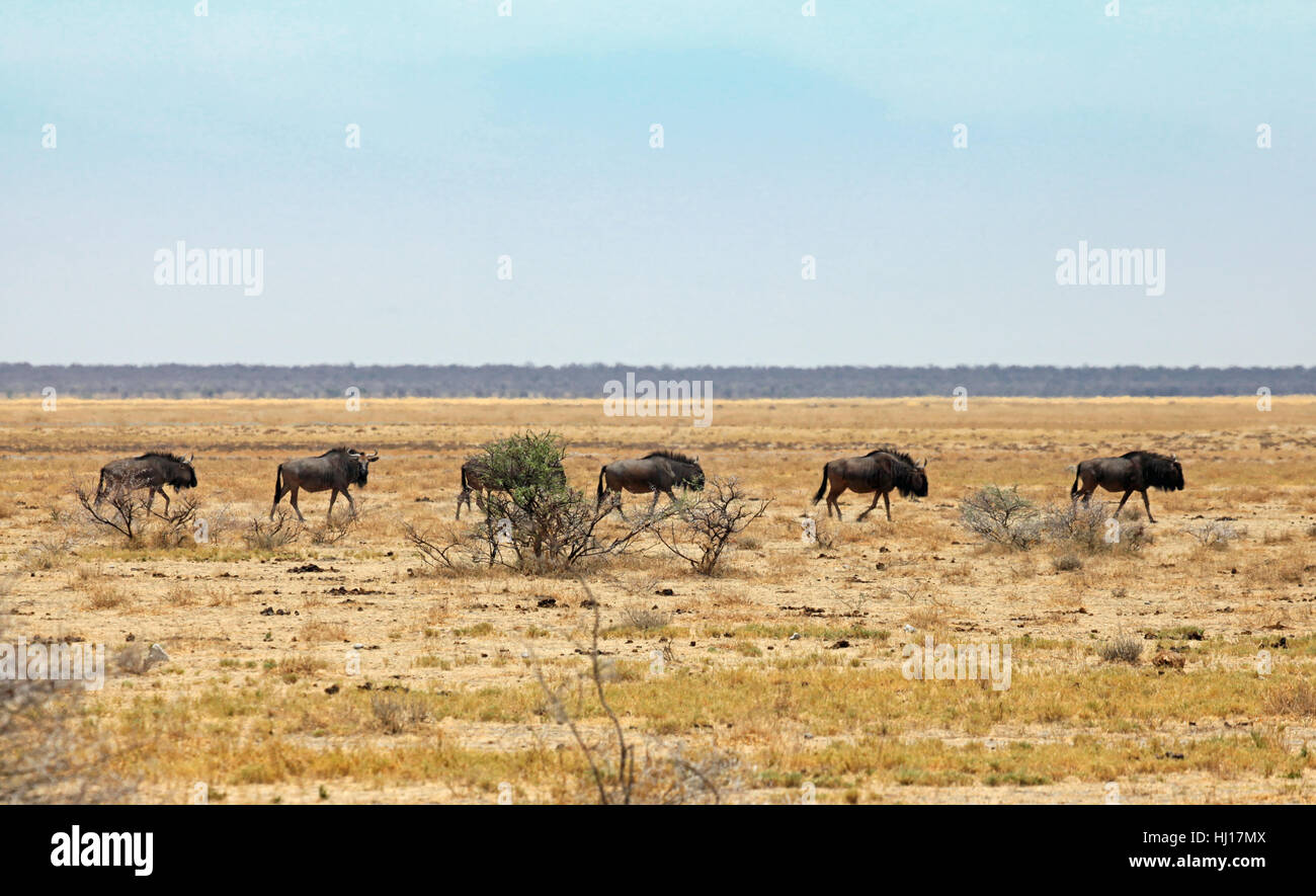 africa,namibia,herd,antelope,gnu,streifengnu,etosha,namutoni Stock Photo