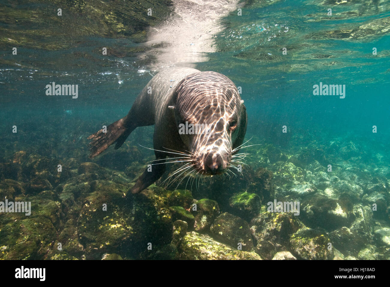 galapagos sea lion Stock Photo