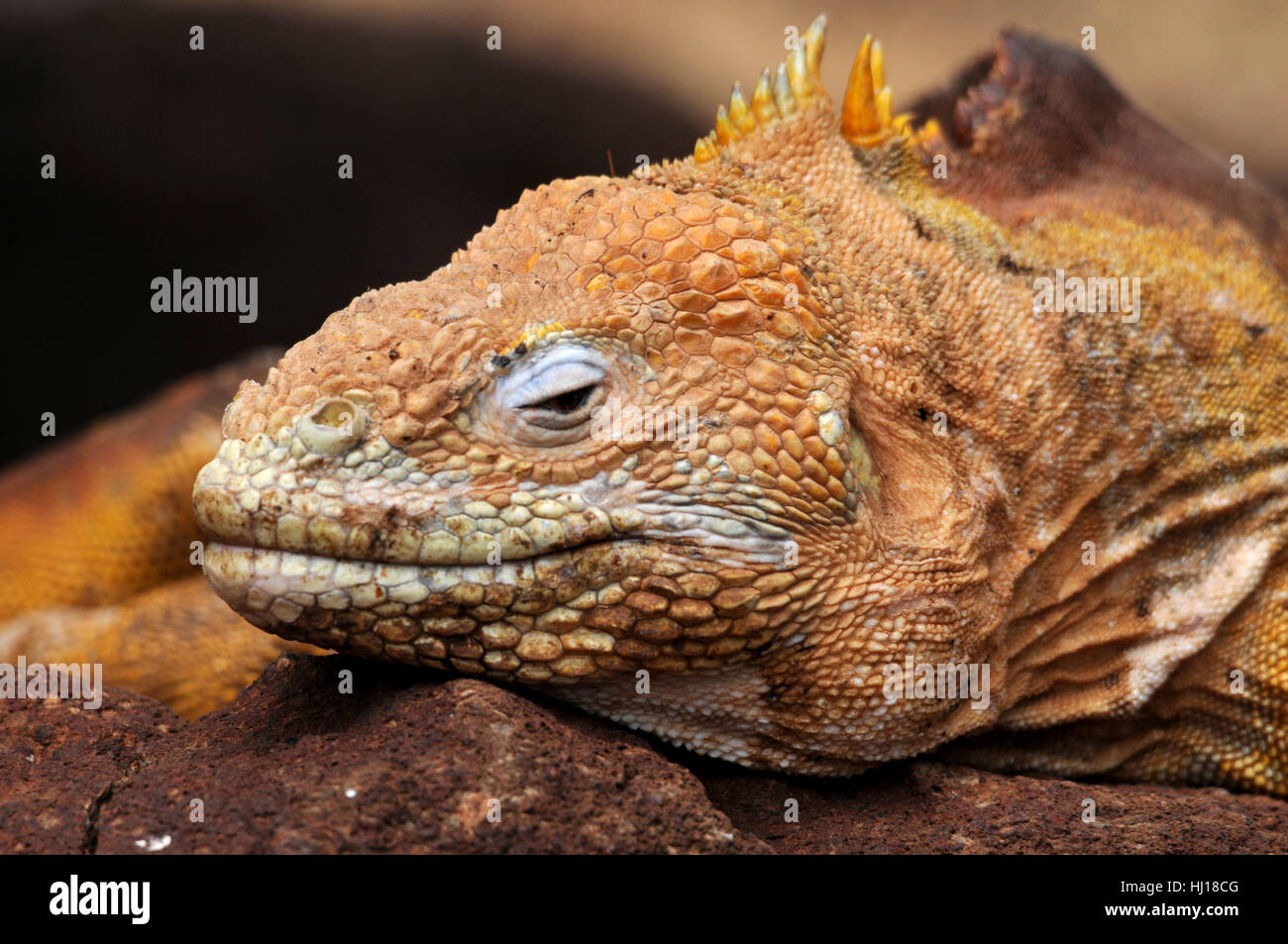 saurian, iguana, reptile, mouth, saurian, eyes, hovel, iguana, south america, Stock Photo