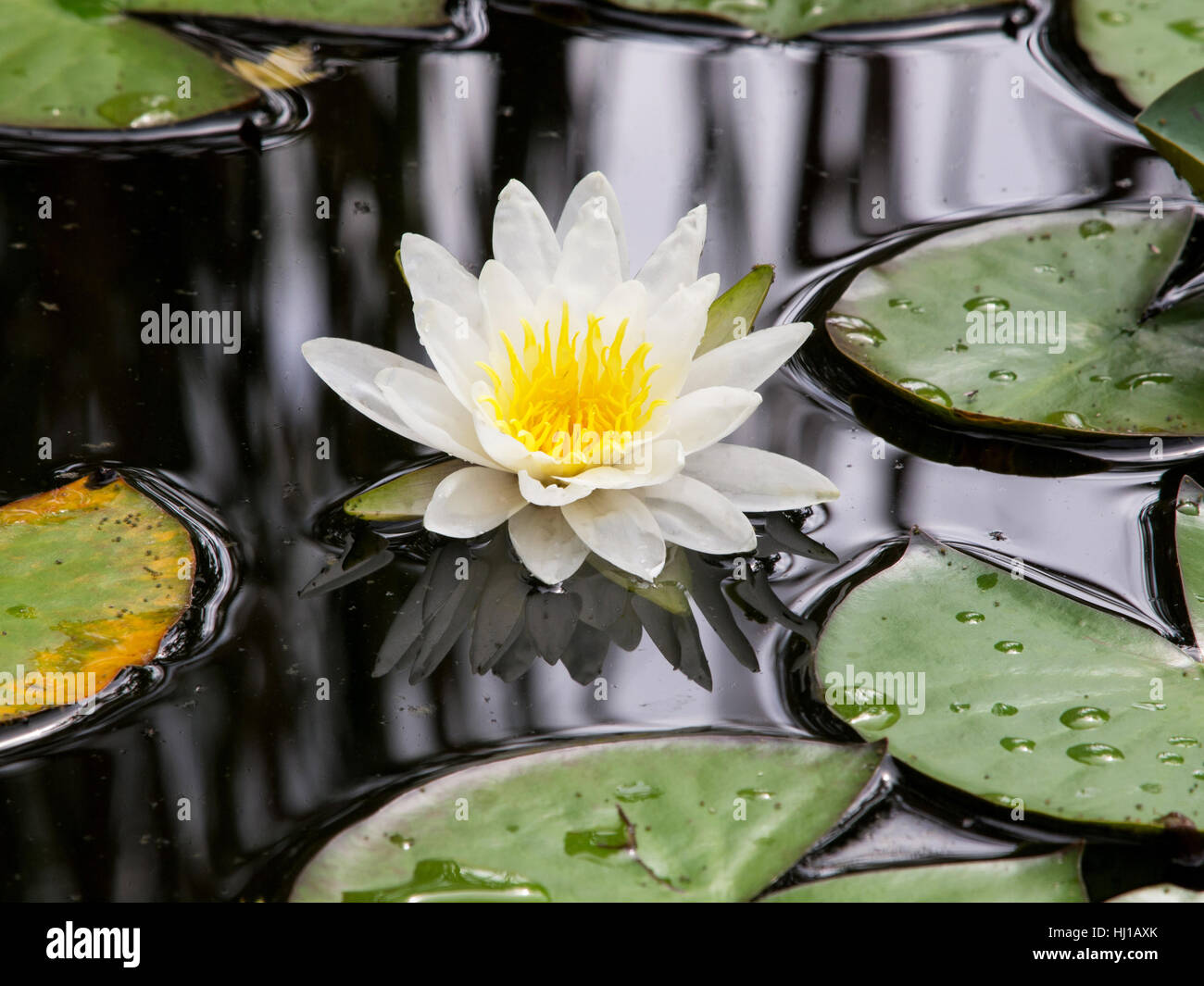 wild, graphic, conspicuous, pictographic, transparent, white, yellow, water, Stock Photo