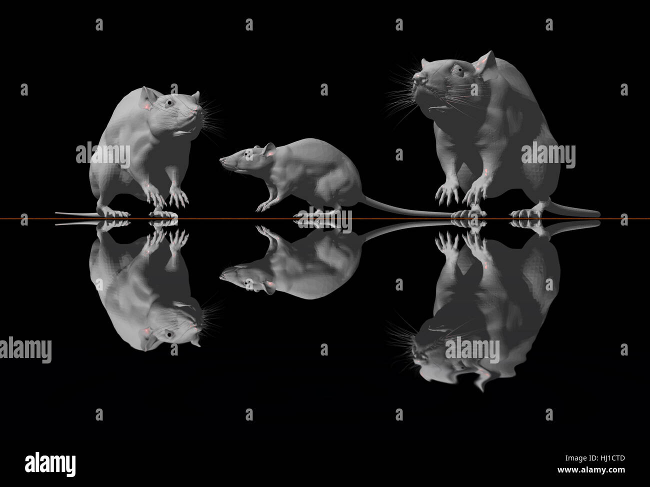 graphic, mirroring, three, mouse, mice, rat, rats, graphic, black, swarthy, Stock Photo