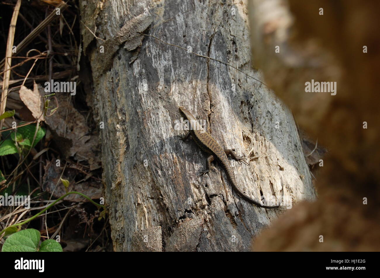 This is a large golden skink found on a fallen tree bark in Malaysia. Stock Photo