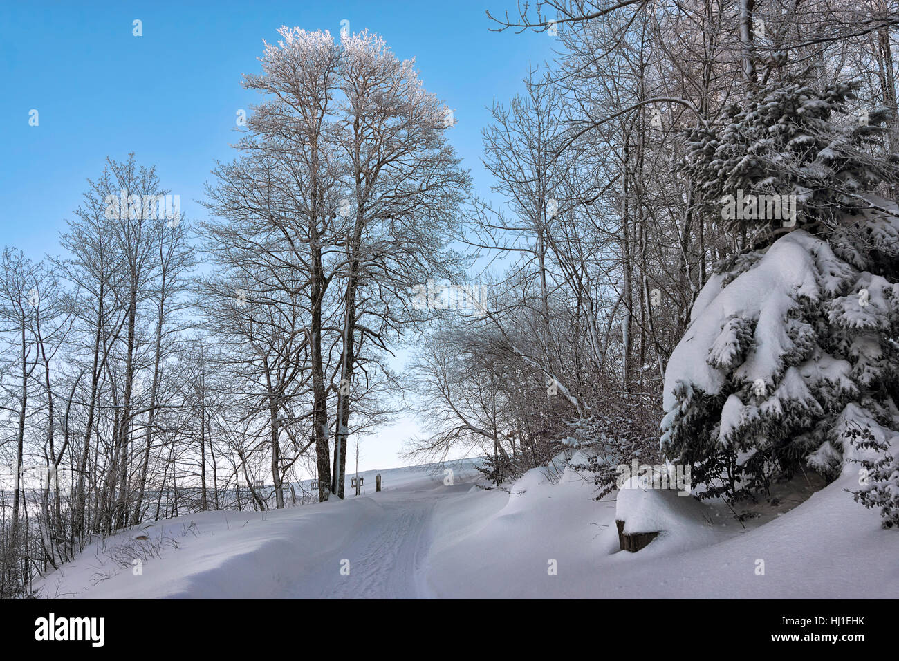 winter, switzerland, frost, law, snow, winter, cold, switzerland, frost, Stock Photo