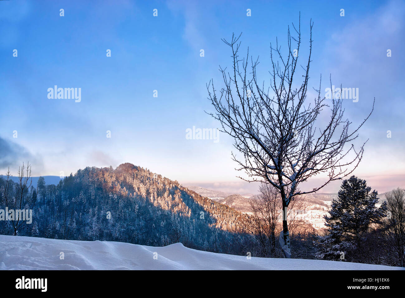tree, winter, cold, switzerland, frost, snow, tree, winter, cold, switzerland, Stock Photo
