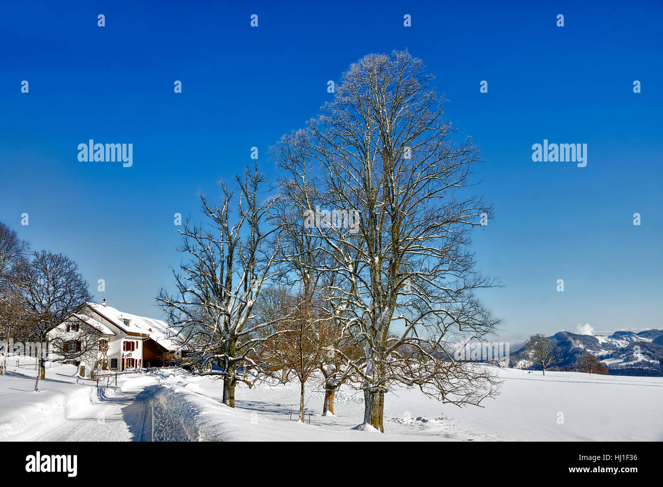 winter, switzerland, farm, law, snow, winter, switzerland, winter landscape, Stock Photo