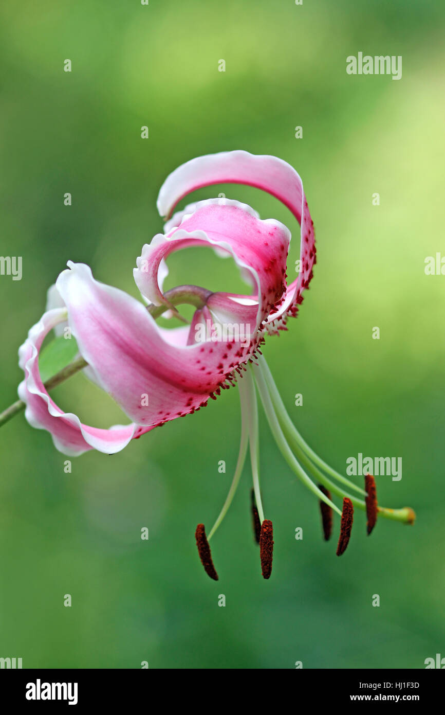 lily, ruby, red, flower, plant, bloom, blossom, flourish, flourishing, lily, Stock Photo