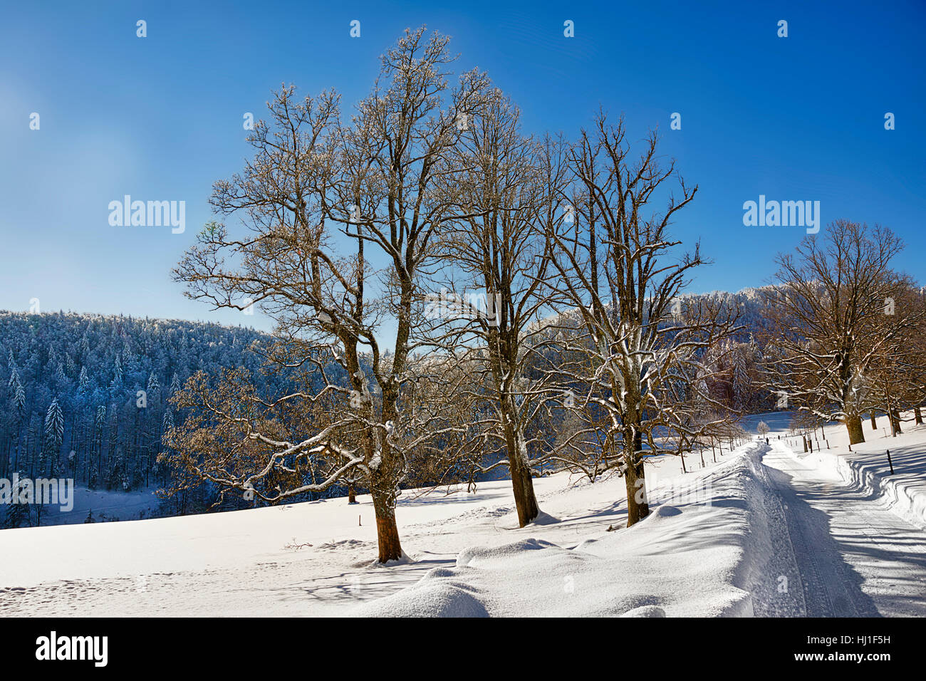 winter, switzerland, law, snow, path, winter, switzerland, winter landscape, Stock Photo