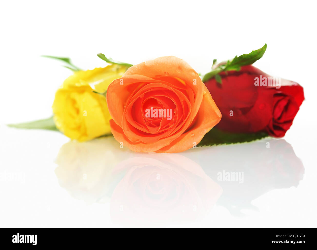 beautiful, beauteously, nice, flower, plant, rose, petals, fresh