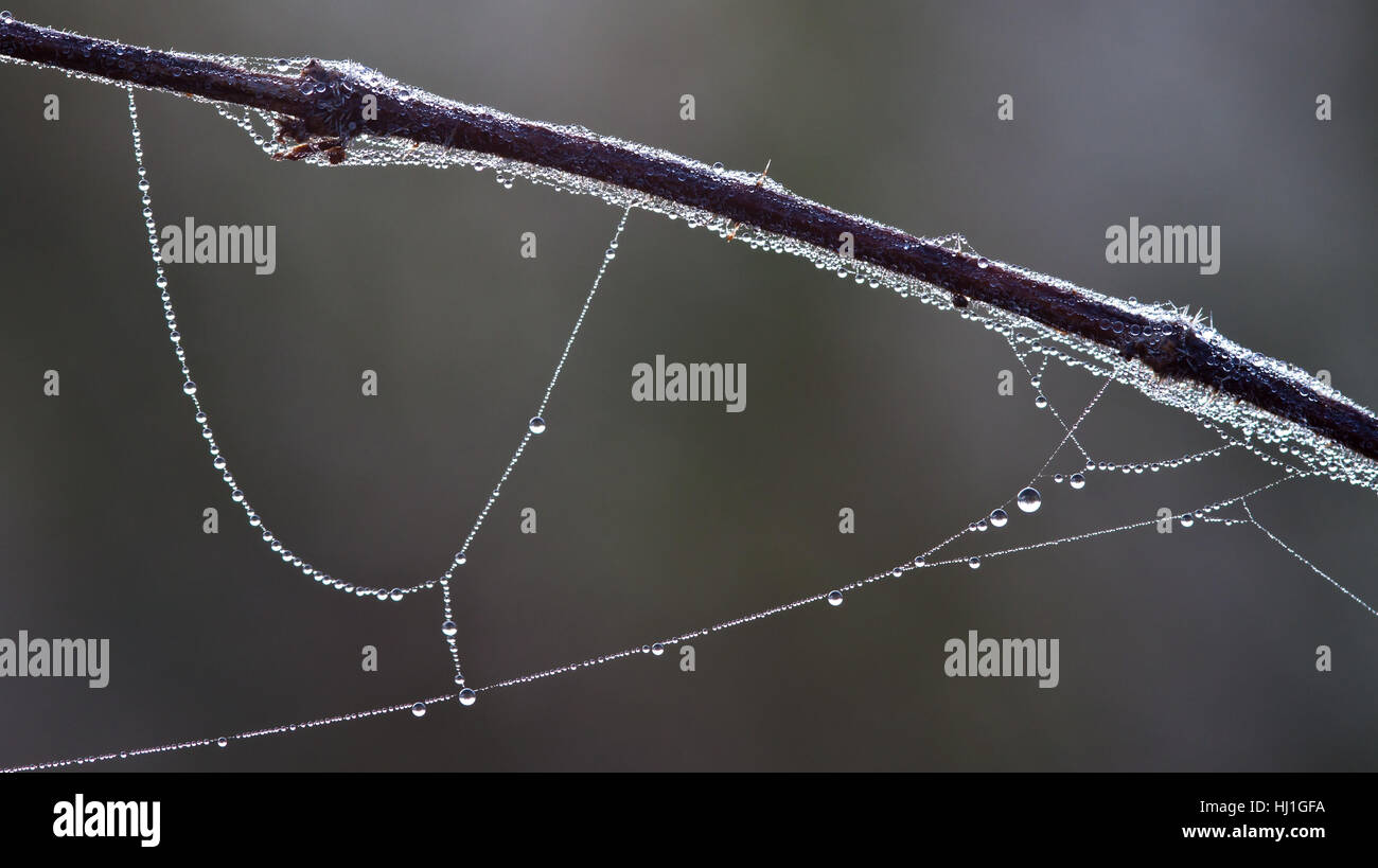fog, dewdrop, fen, autumnal atmosphere, fall, autumn, macro, close-up, macro Stock Photo