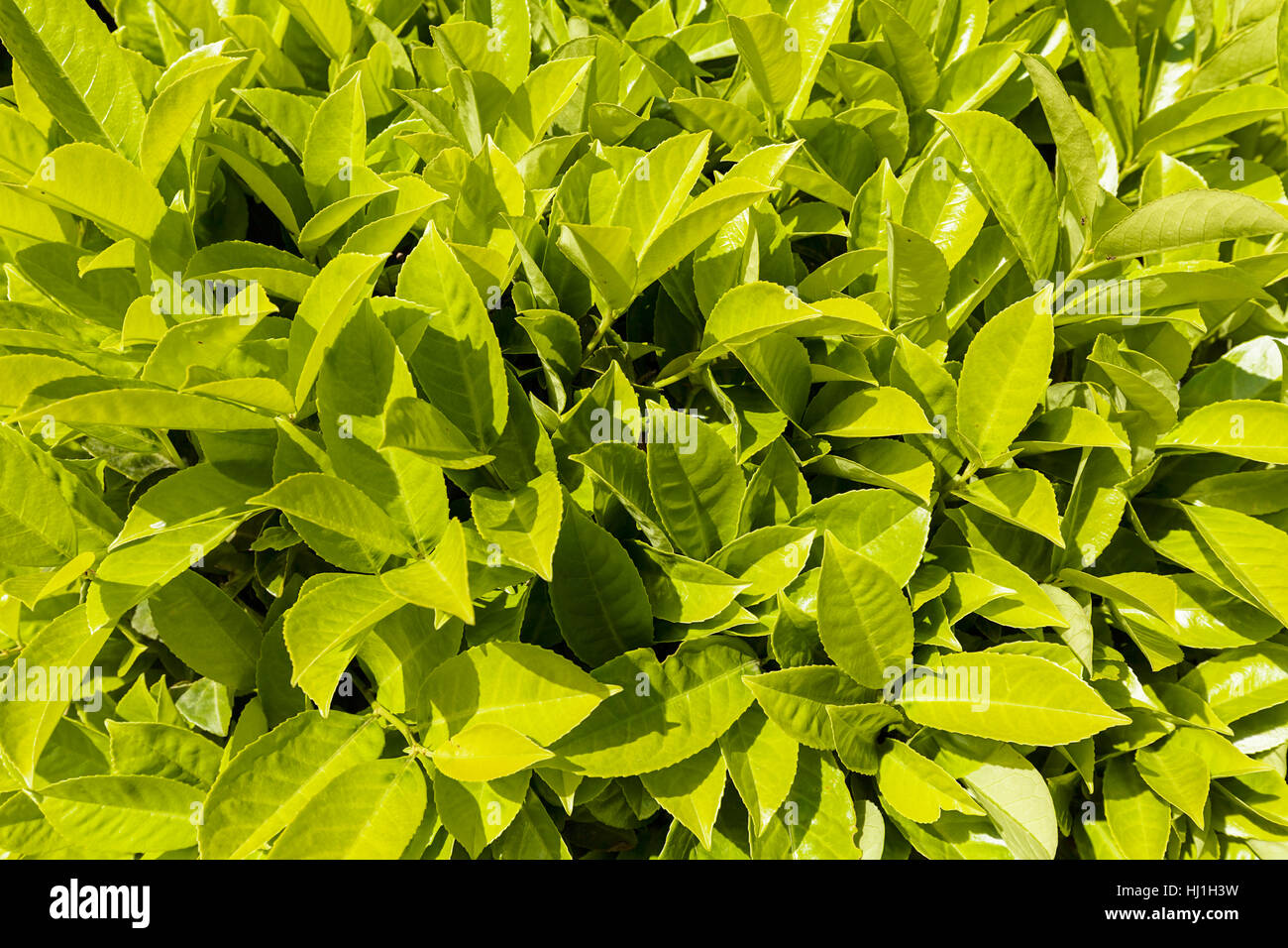 focus on green leaves in nature, note shallow depth of field Stock ...