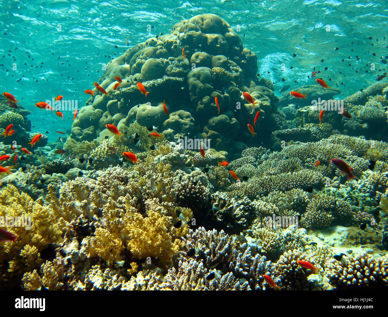 underwater, shallow, clean, corals, clarity, water, blue, environment, Stock Photo